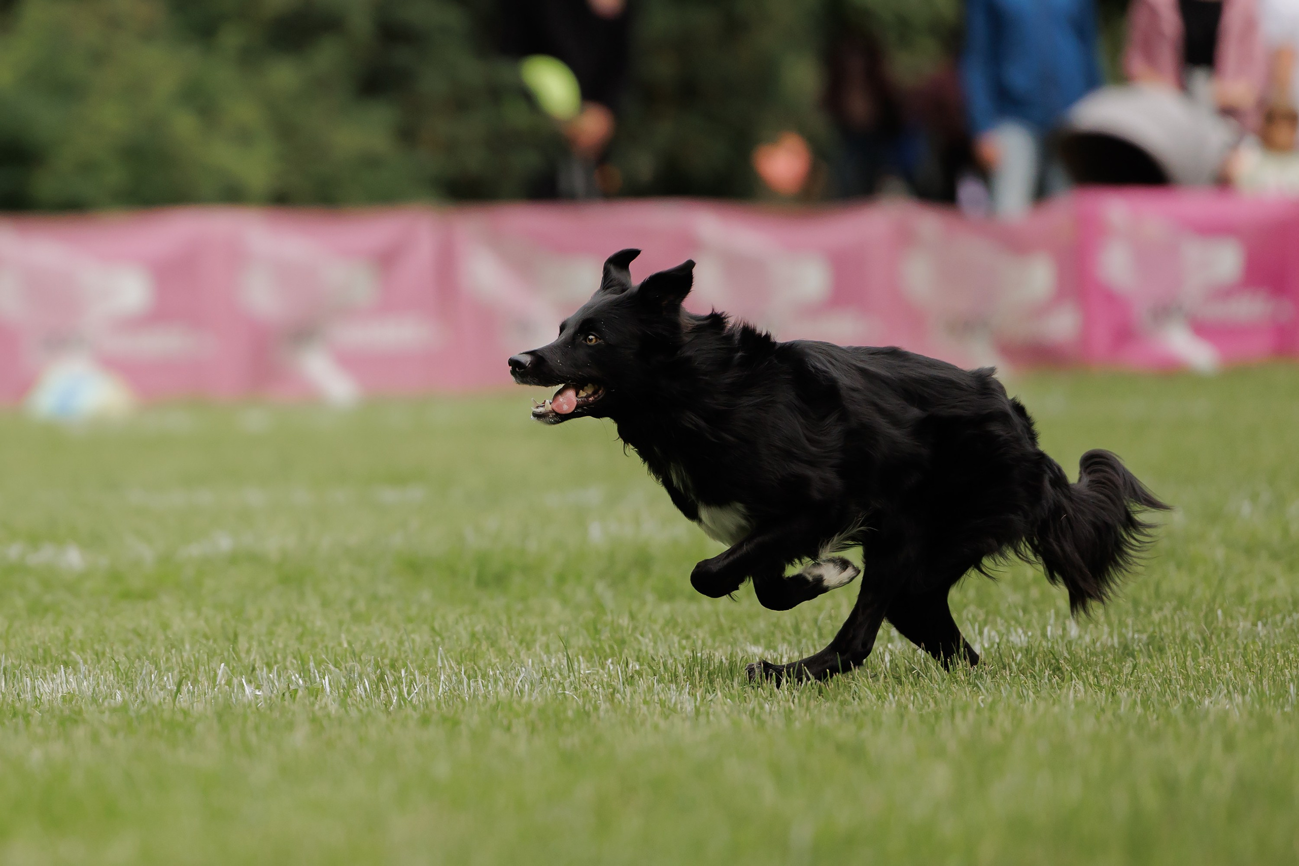Latające psy, Wrocław'25. Kaja | fotograf psów we Wrocławiu