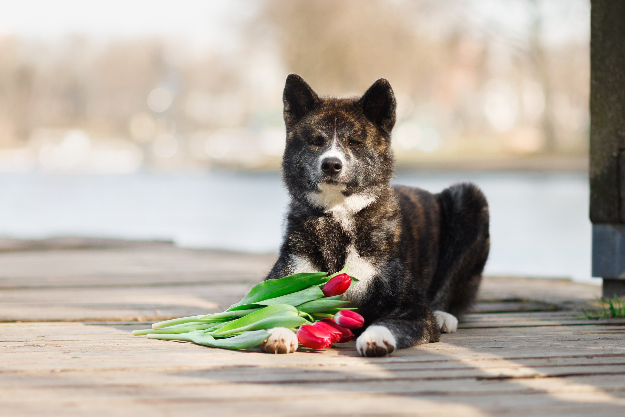 Autumn photo day for dog handler. Kaja | fotograf we Wrocławiu | ludzie i psy
