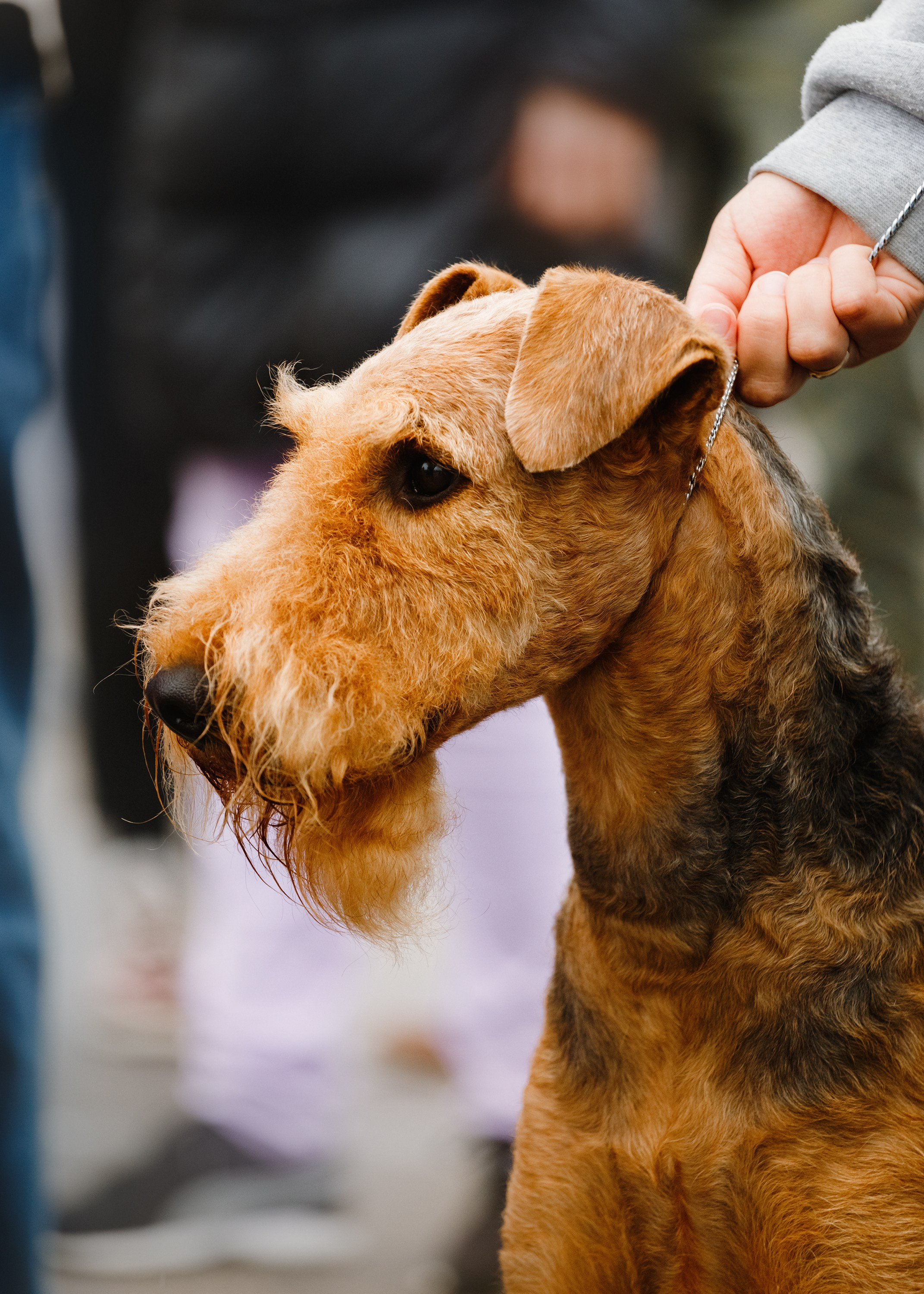 Rainy dog show in Grodno. Kaja | fotograf we Wrocławiu | ludzie i psy