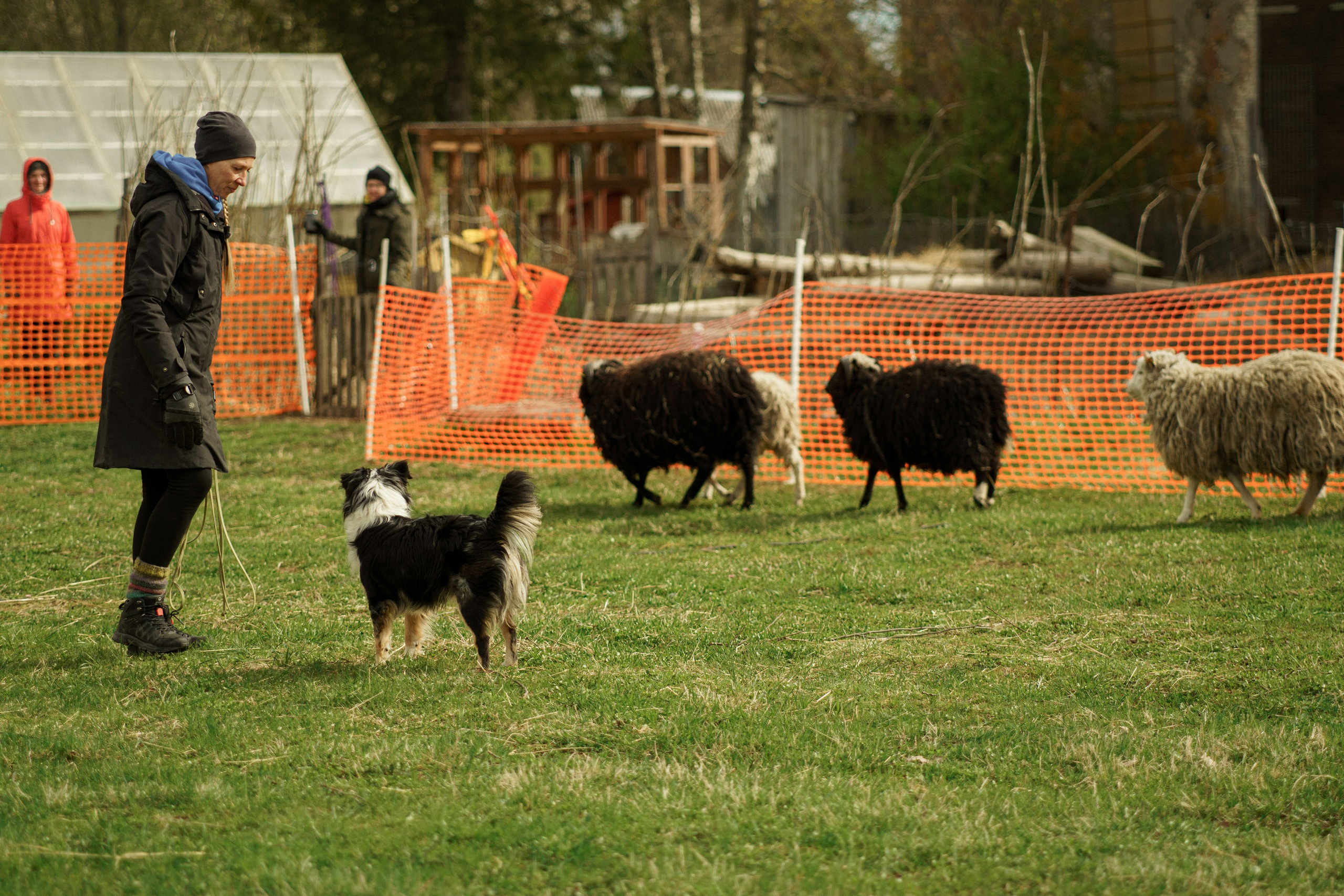 Herding Days, 26 apr. 2025. Kat Laisaar — Pet photographer in Tallinn