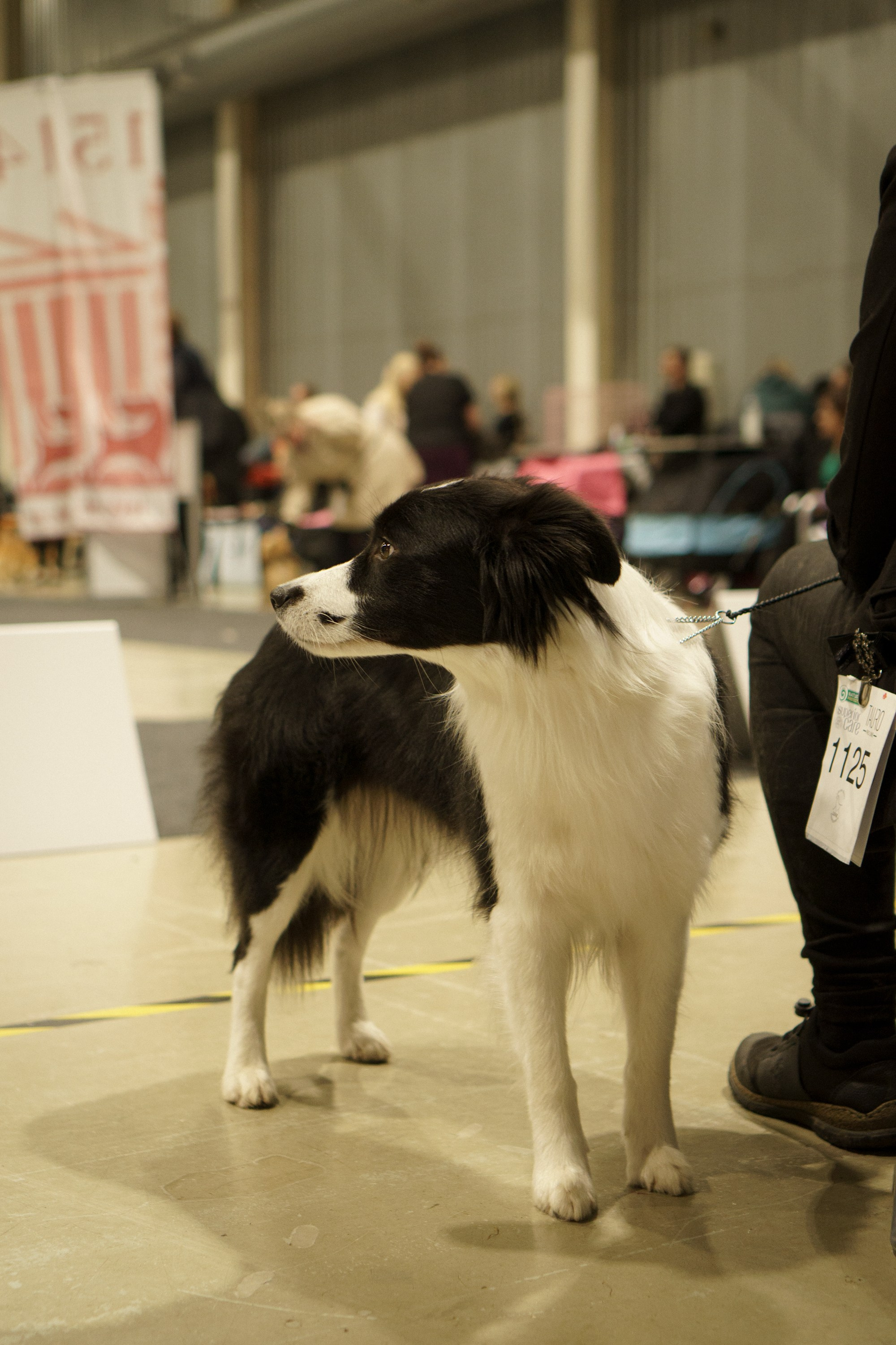 Tartu International Dog Show. Kat Laisaar — Pet photographer in Tallinn