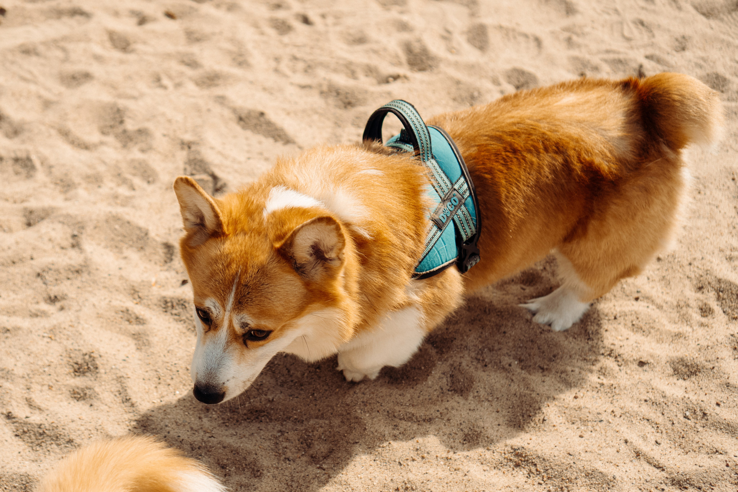 Corgi party, 18 apr. 2025. Kat Laisaar — Pet photographer in Tallinn