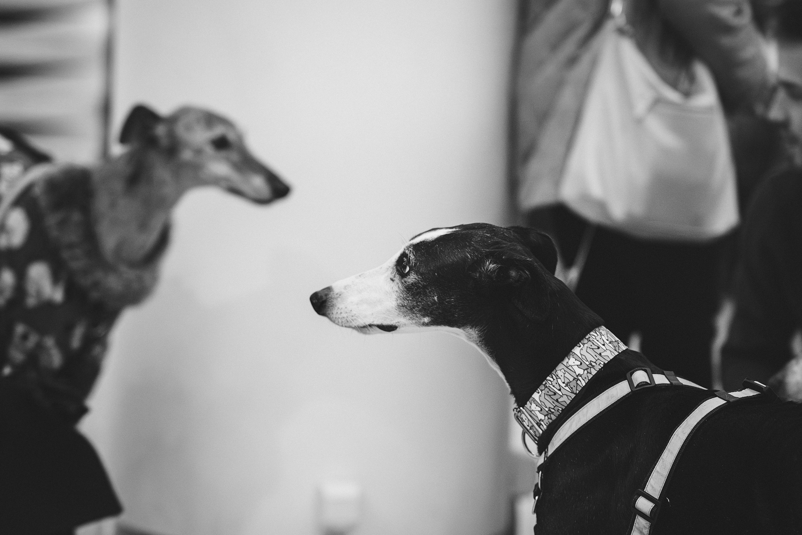 GalgoTreff / Solaris keskus 16 november. Kat Laisaar — Pet photographer in Tallinn