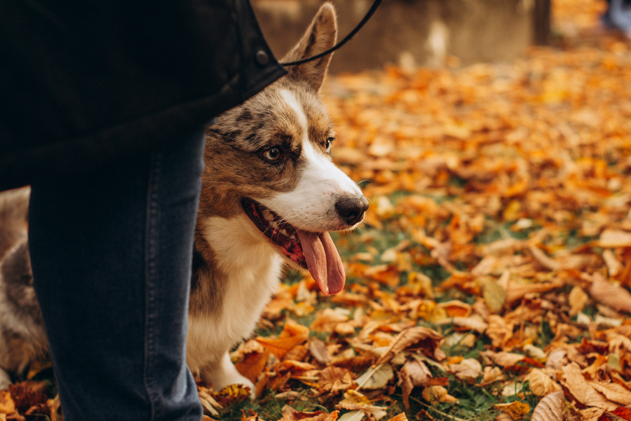 Corgi party, october. Kat Laisaar — Pet photographer in Tallinn