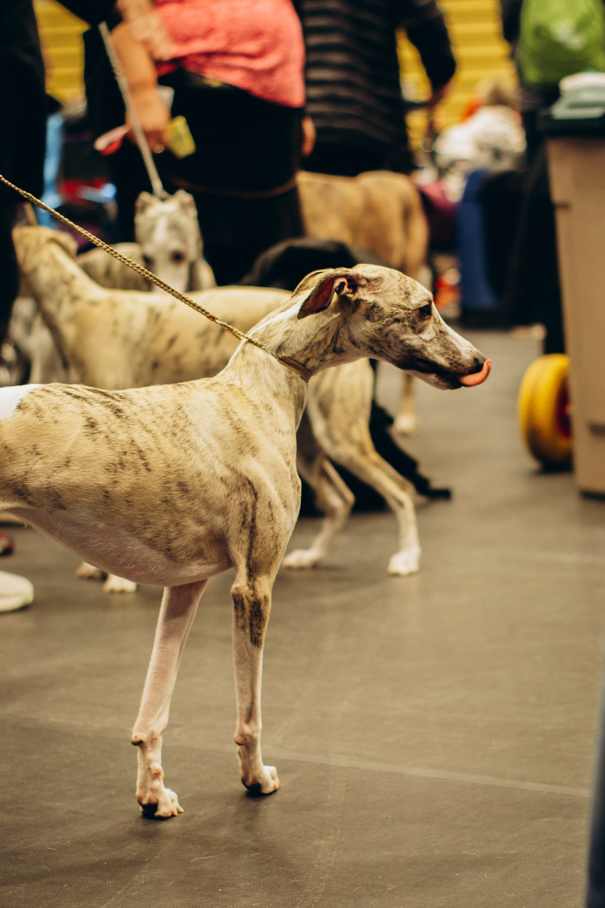 Rakvere Dog Show. Kat Laisaar — Pet photographer in Tallinn