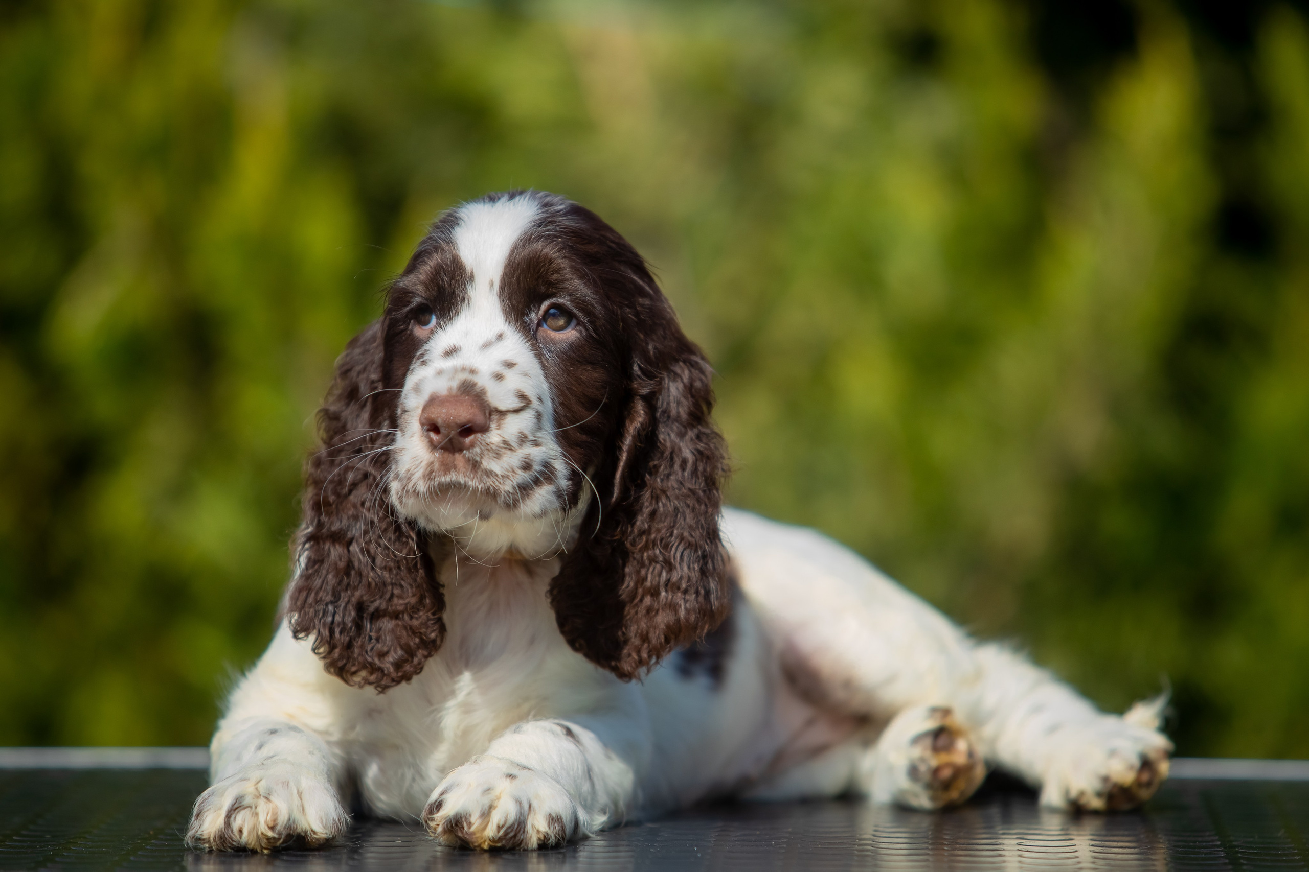 Female — Grey collar 🩶. Website of the titled stud dog of the Springer Spaniel breed