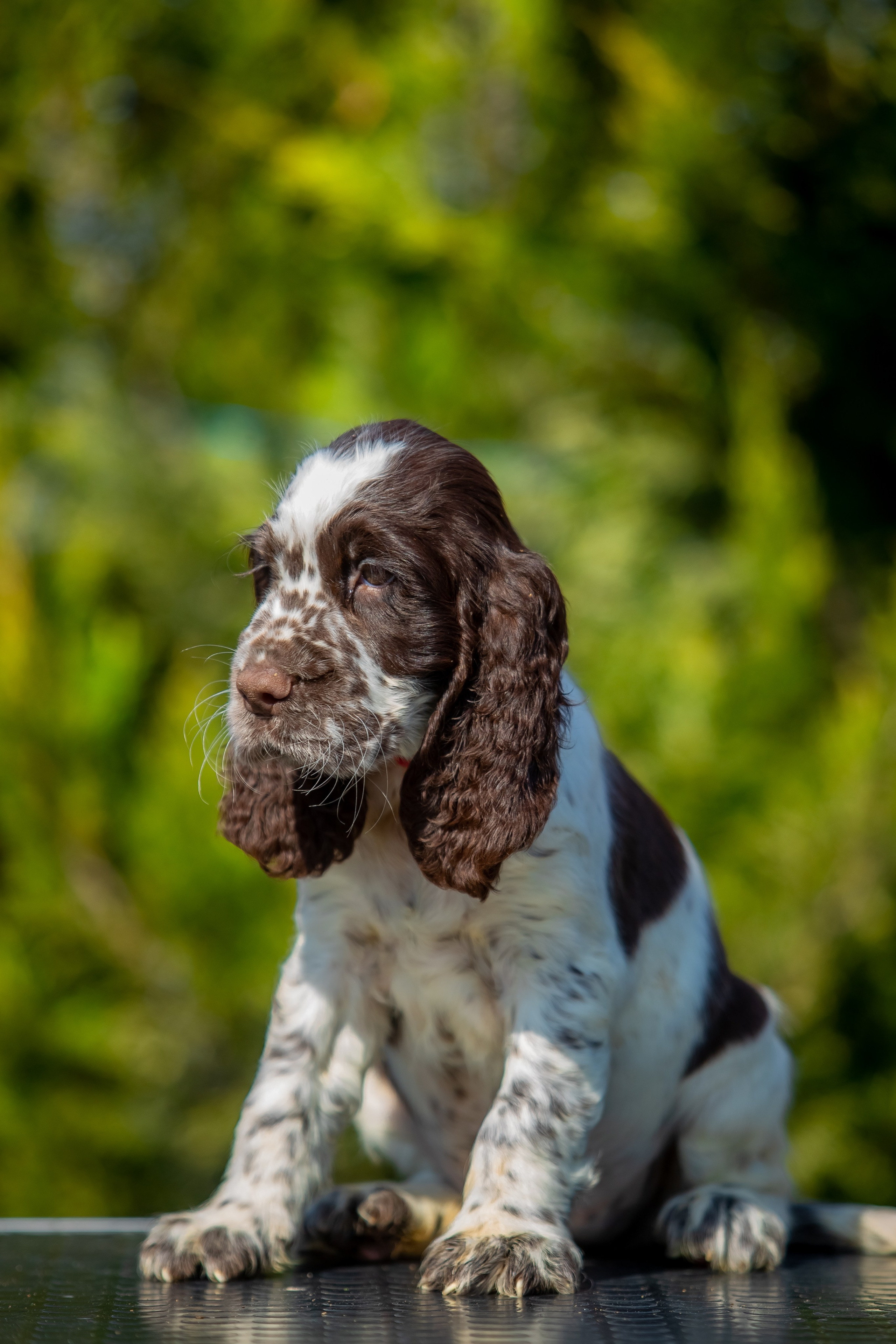 Female — Red collar ❤️. Website of the titled stud dog of the Springer Spaniel breed