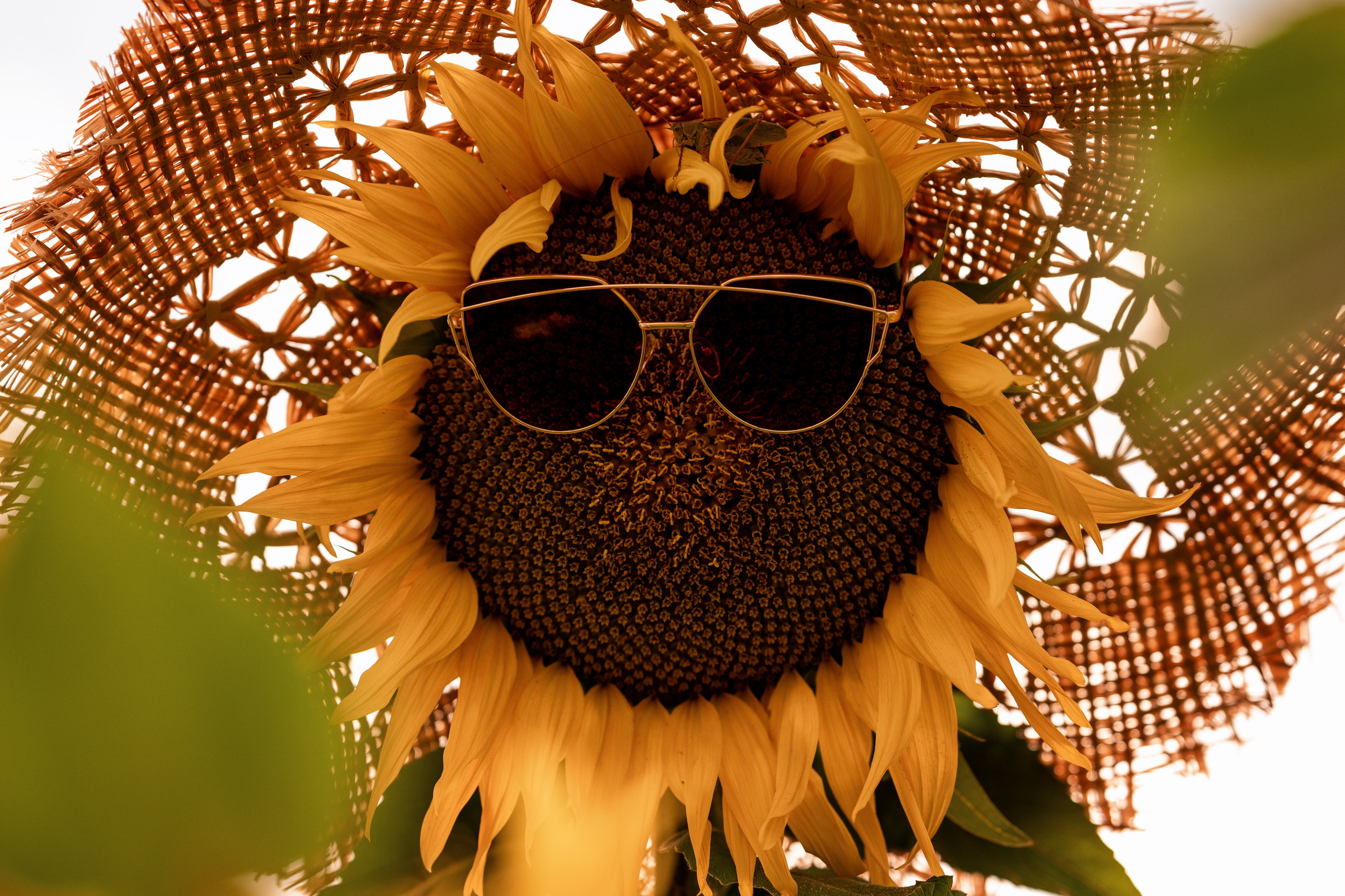 На закате лета. Фотограф / Даугавпилс / Studija Natalie / Наталья Евменова