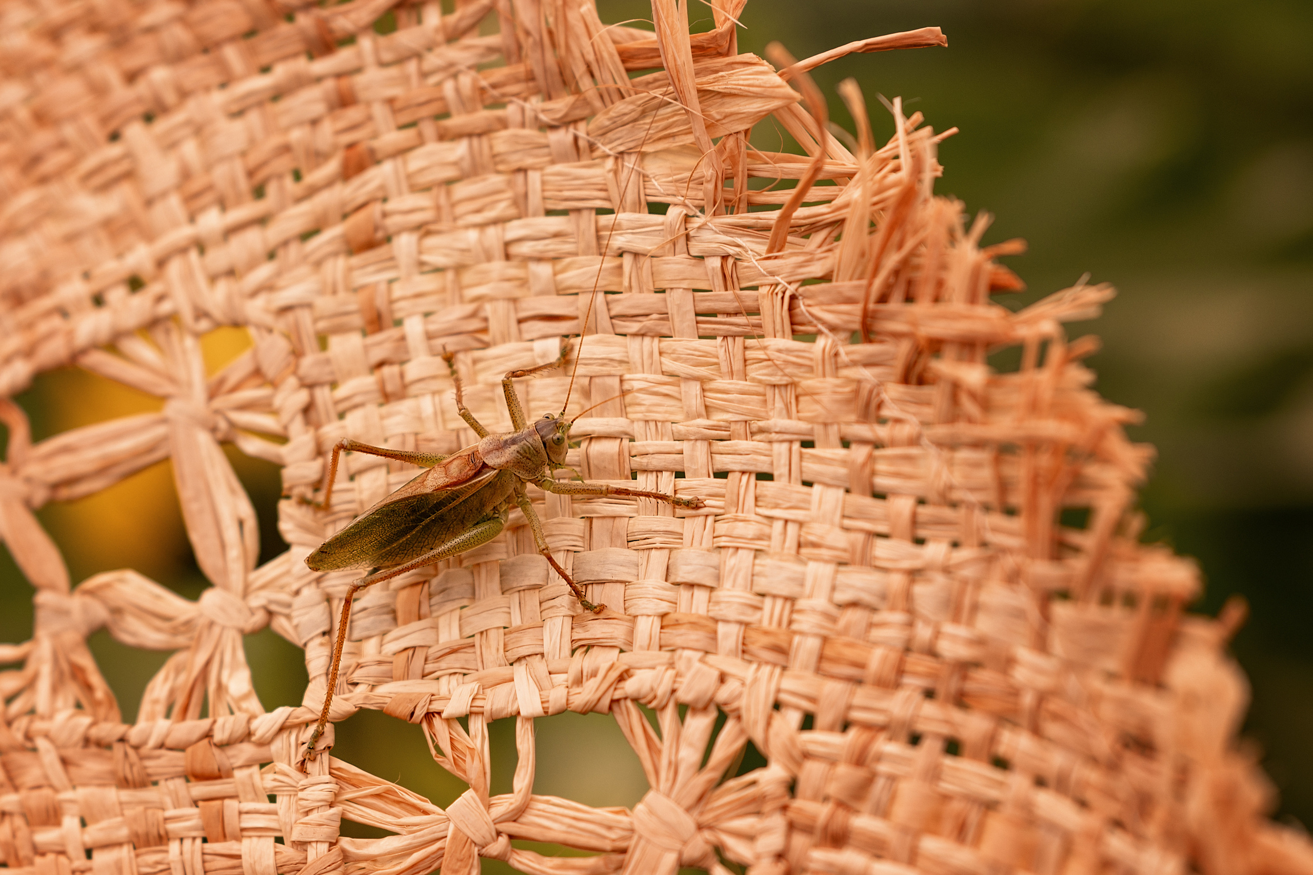 На закате лета. Фотограф / Даугавпилс / Studija Natalie / Наталья Евменова