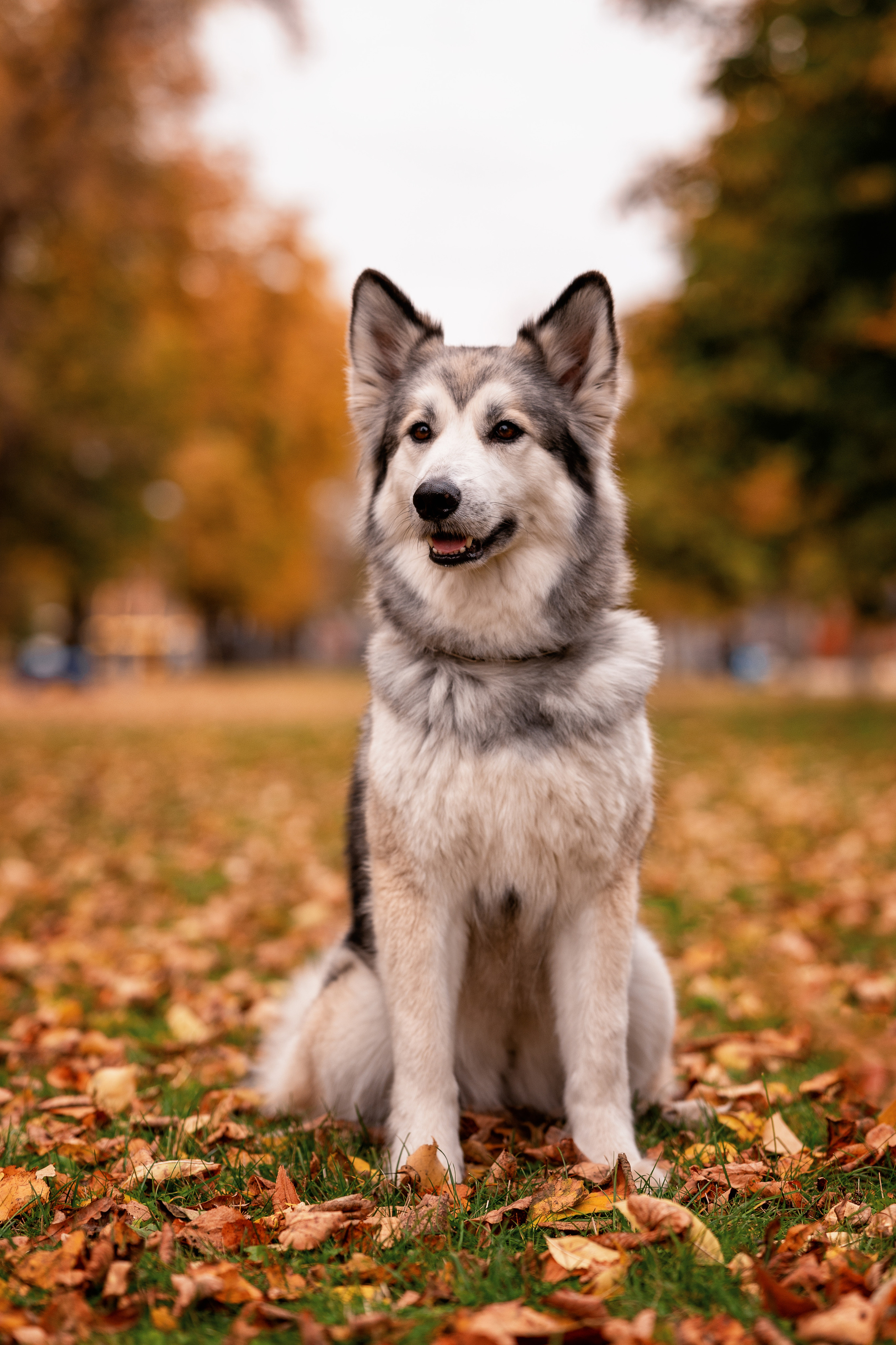Autumn mood. Фотограф / Даугавпилс / Studija Natalie / Наталья Евменова