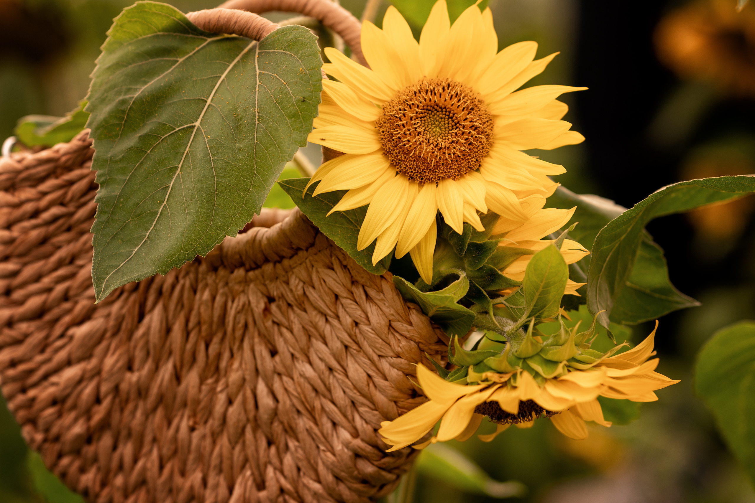 На закате лета. Фотограф / Даугавпилс / Studija Natalie / Наталья Евменова