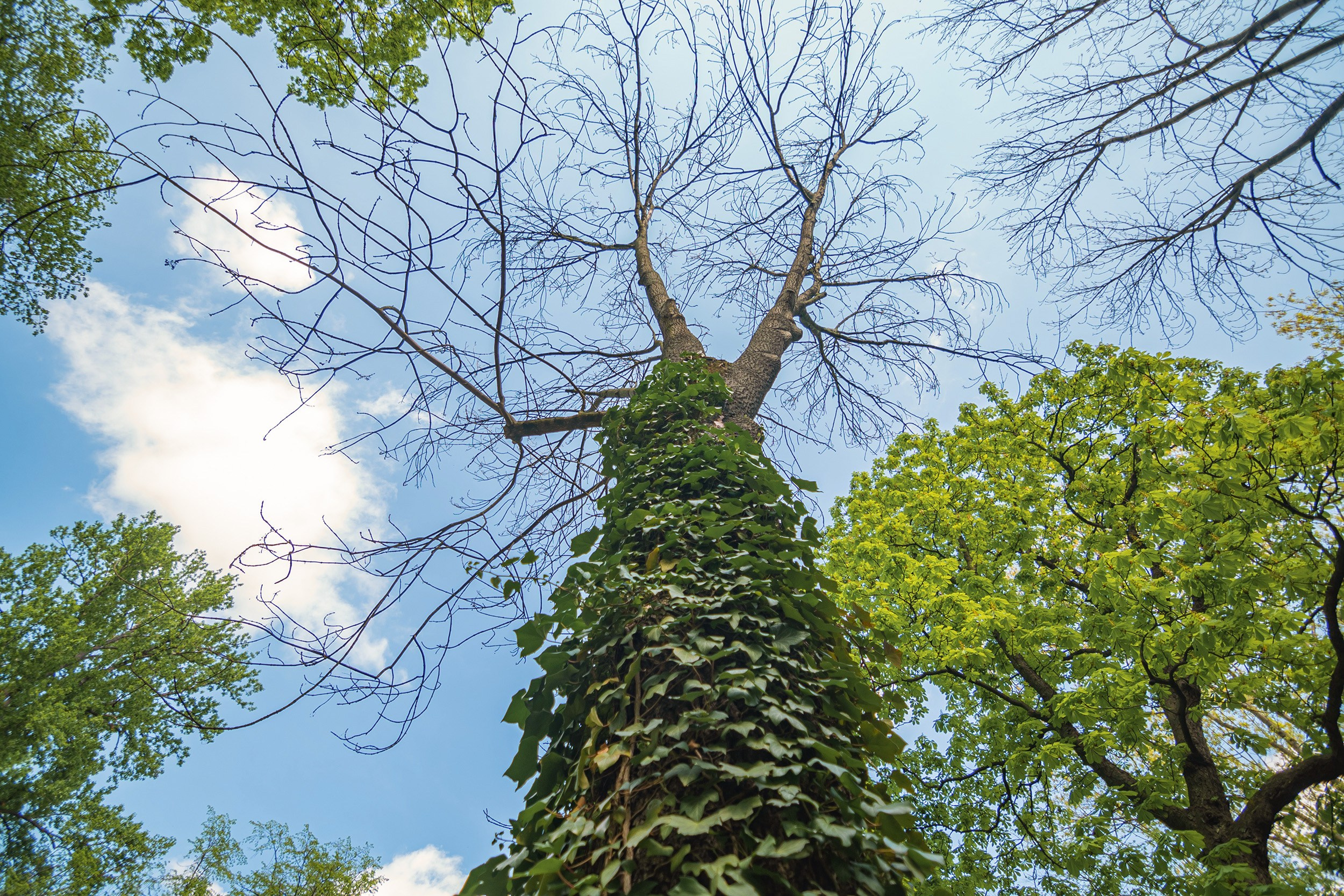 Royal Baths Park — Warsaw. Photographer in Yerevan