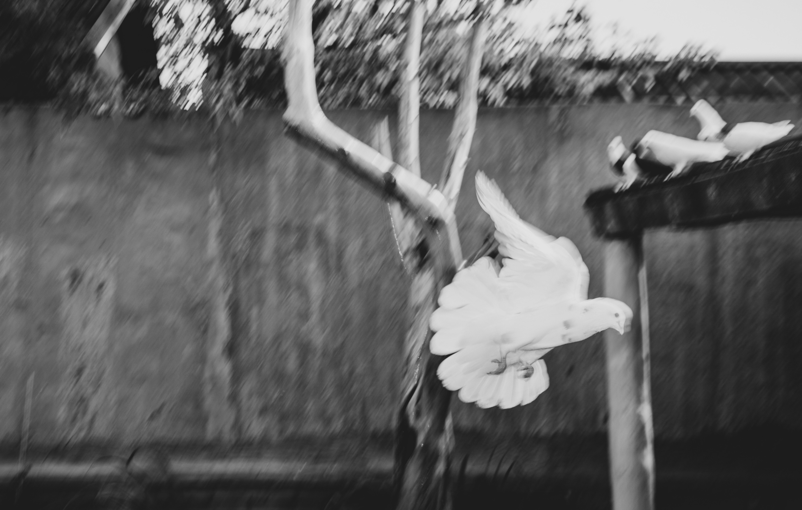 The Wedding Was Cancelled. YAADELINA Фотограф Аделина Багдасарян