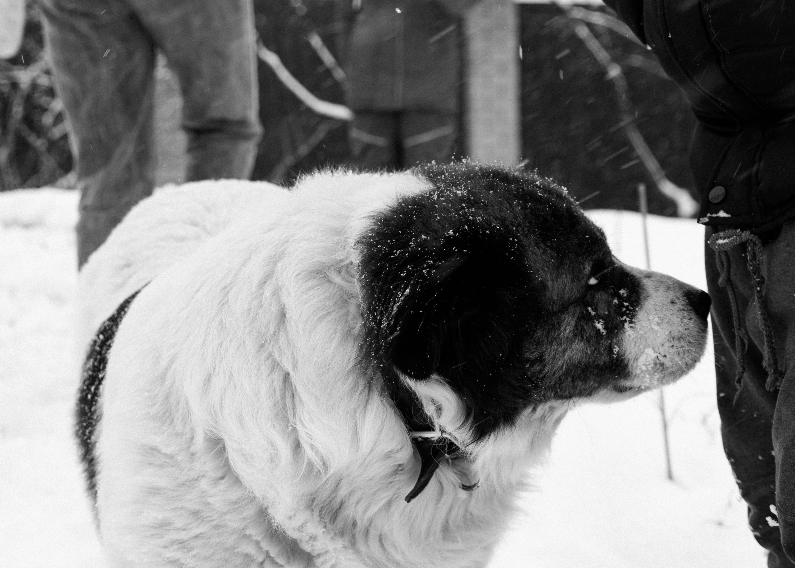 Фотопрогулка. YAADELINA Фотограф Аделина Багдасарян