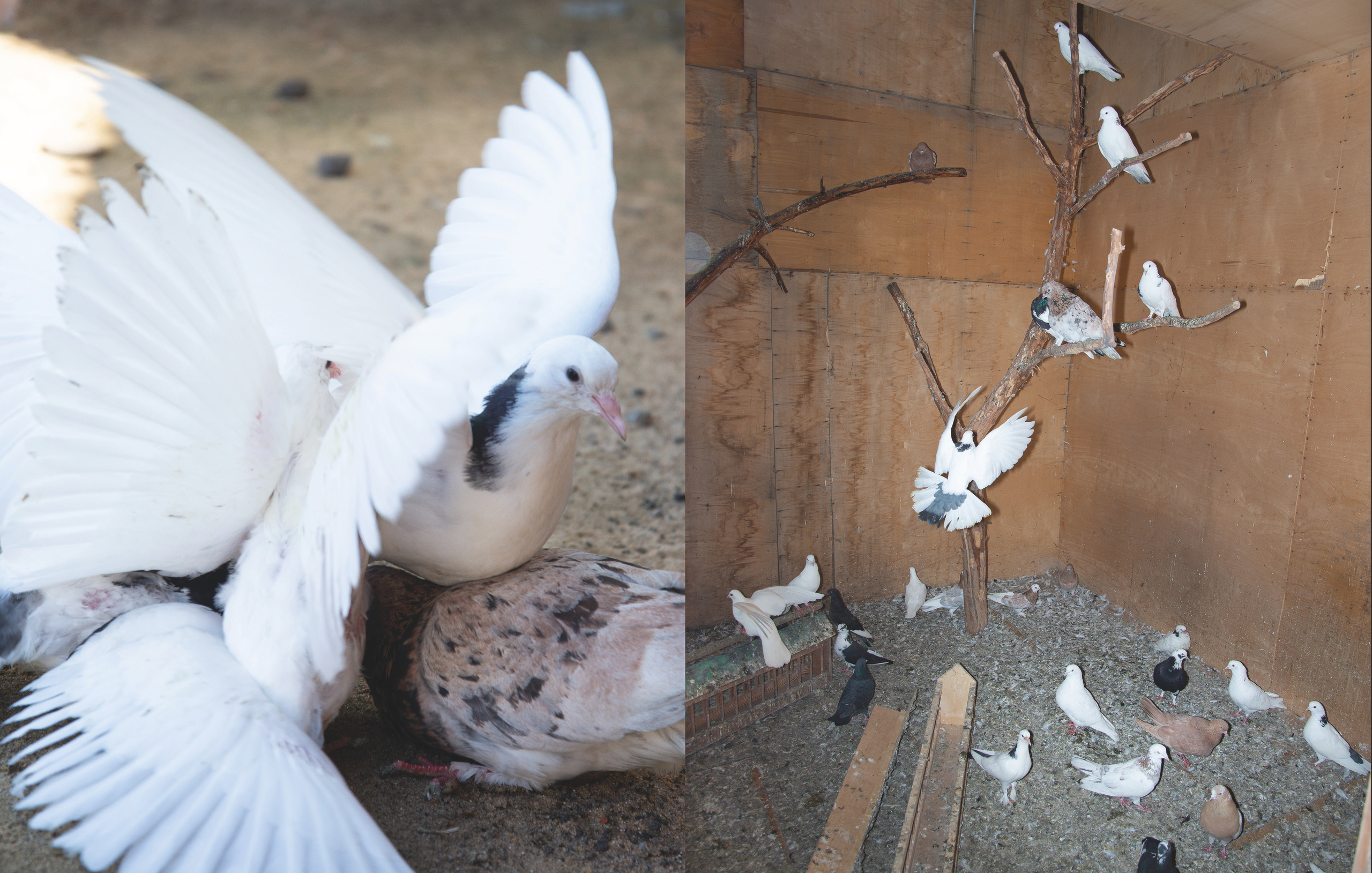 The Wedding Was Cancelled. YAADELINA Фотограф Аделина Багдасарян