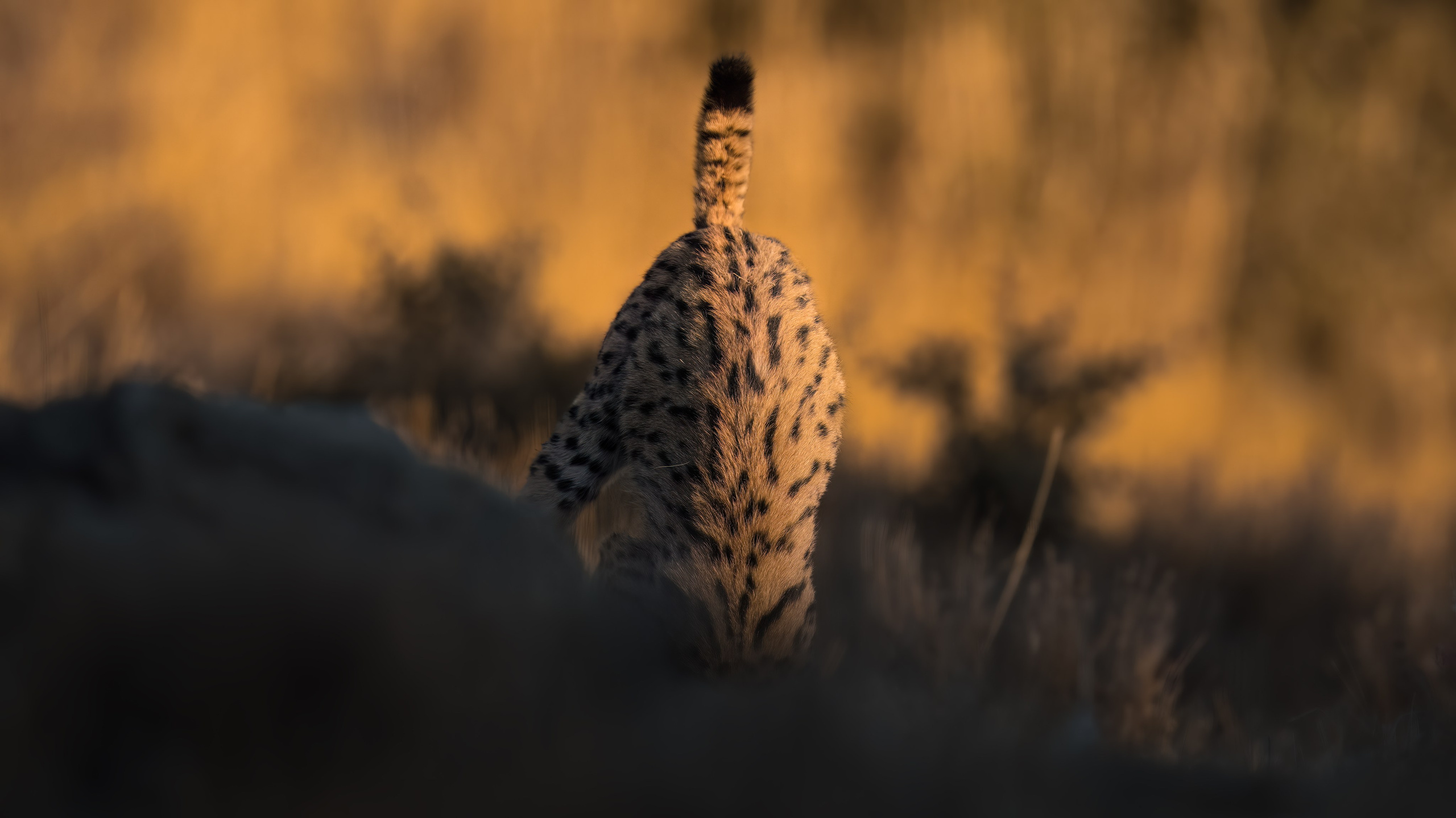 PRIVATE IMMERSIVE WILDLIFE WORKSHOP · SPAIN. Fine art wildlife photographer Alexandra Surkova