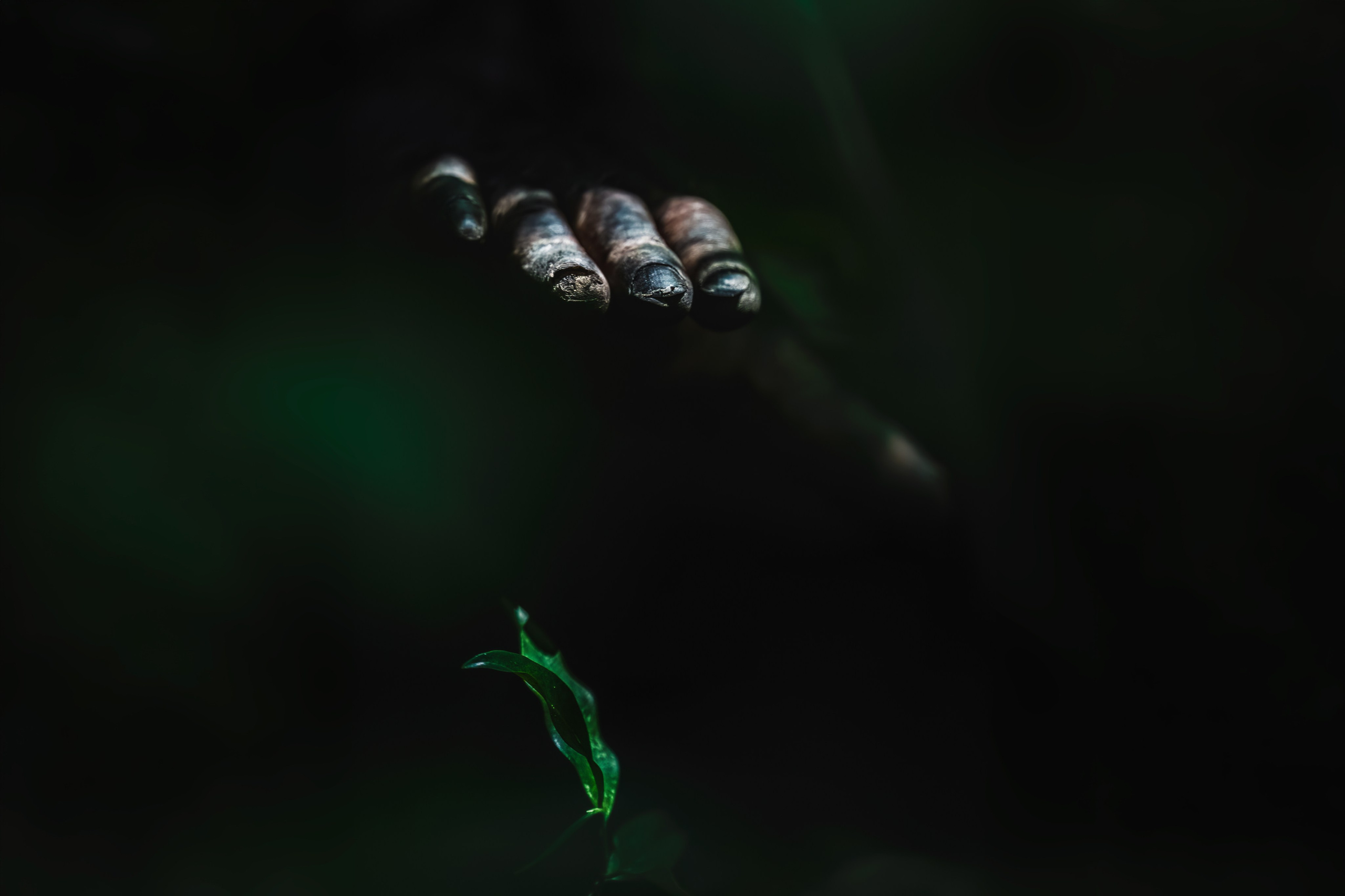Fine art wildlife photographer Alexandra Surkova
