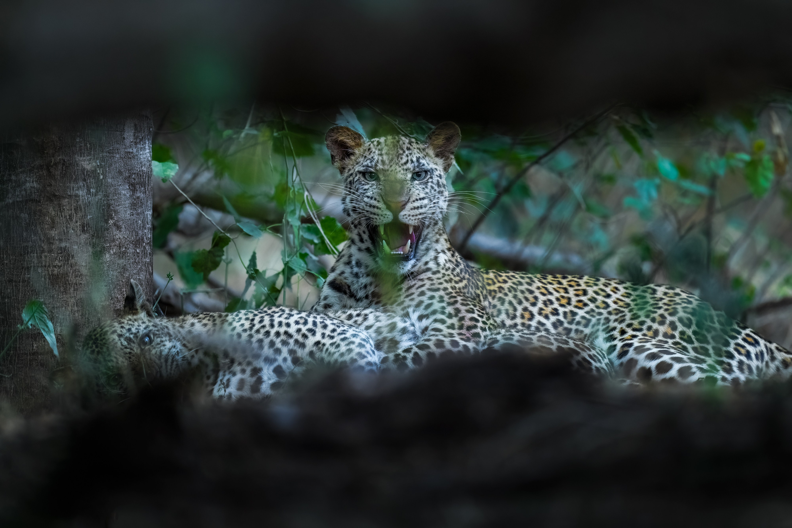ABOUT. Fine art wildlife photographer Alexandra Surkova