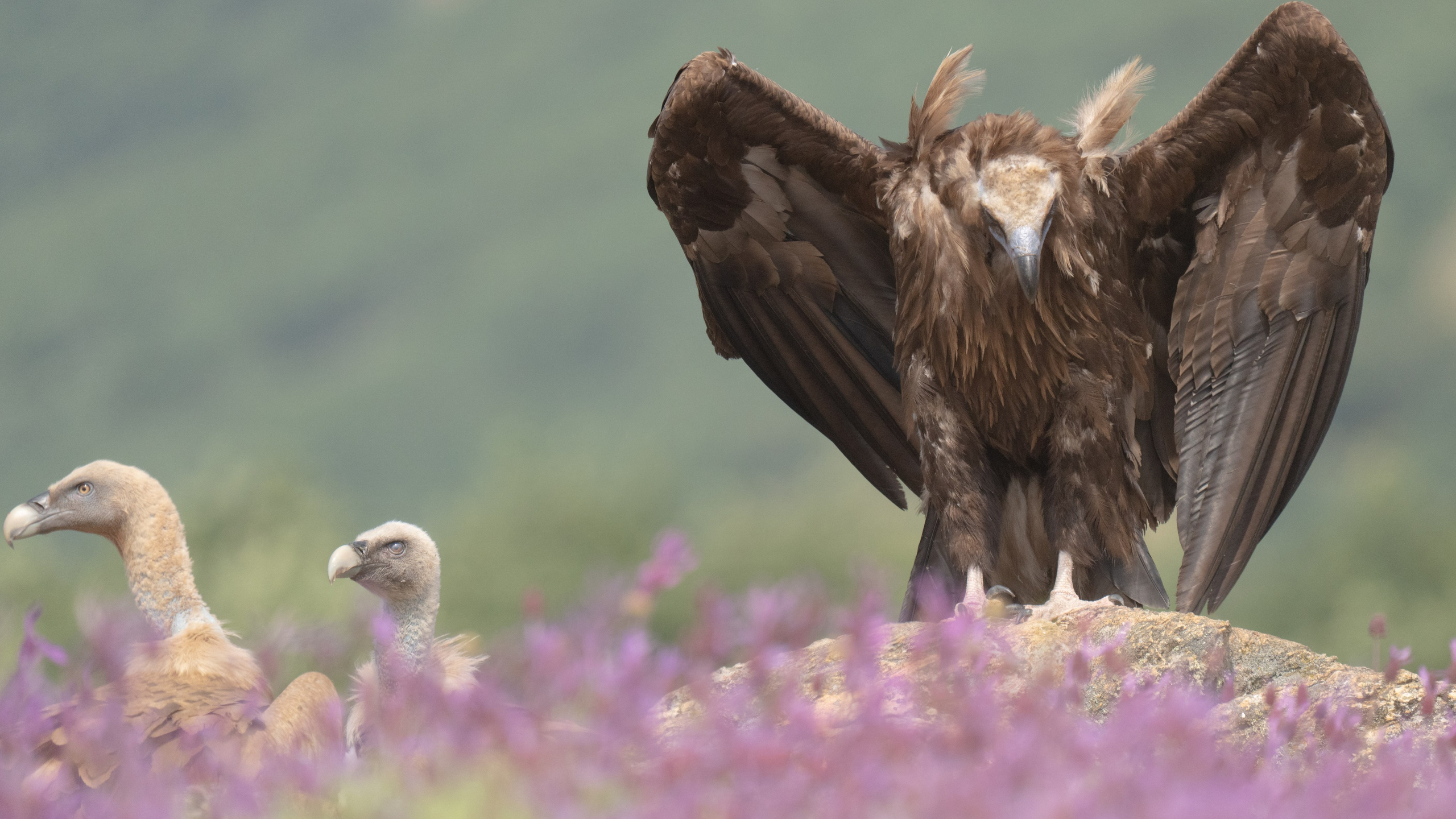 PRIVATE ONLINE EDITING WORKSHOP. Fine art wildlife photographer Alexandra Surkova