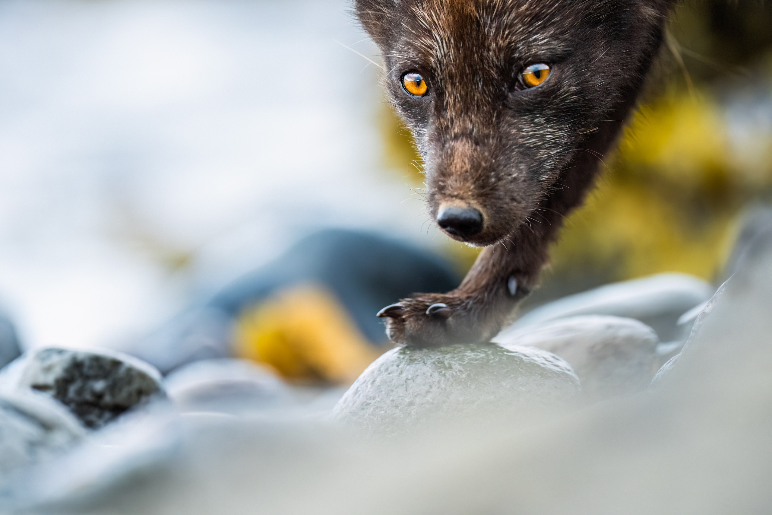 Wildlife Photography Portfolio | Alexandra Surkova