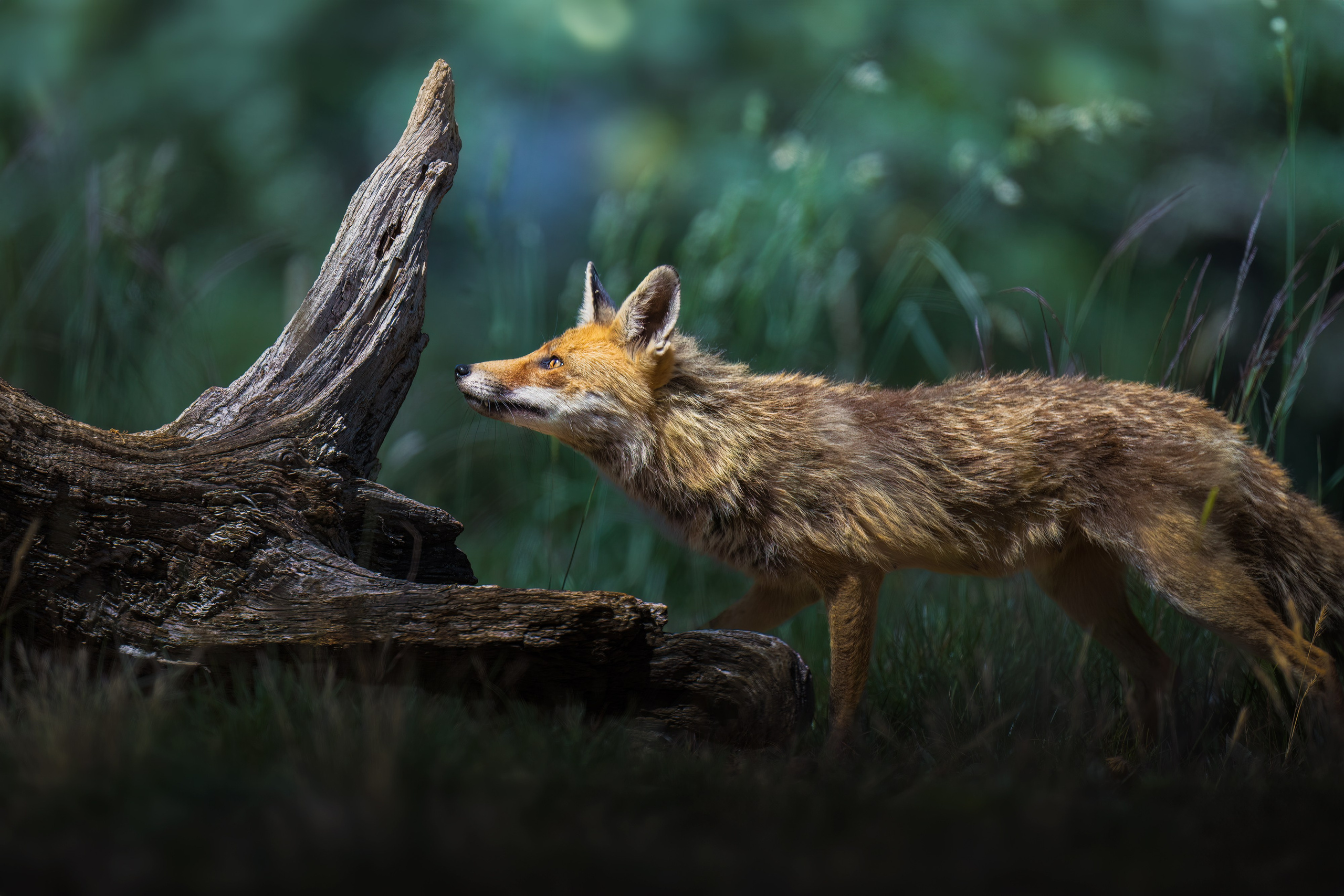 3-SESSION ONLINE MASTERCLASS. Fine art wildlife photographer Alexandra Surkova