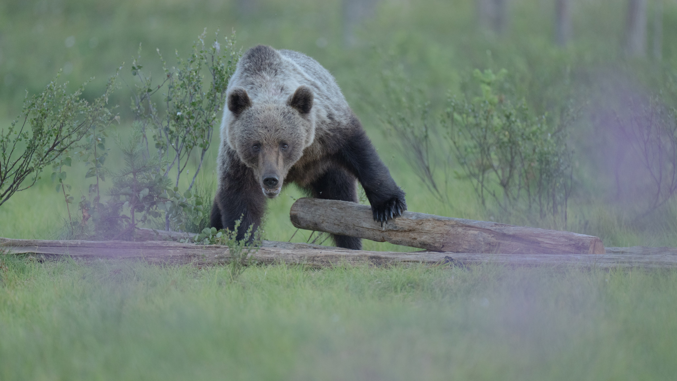 PRIVATE ONLINE EDITING WORKSHOP. Fine art wildlife photographer Alexandra Surkova