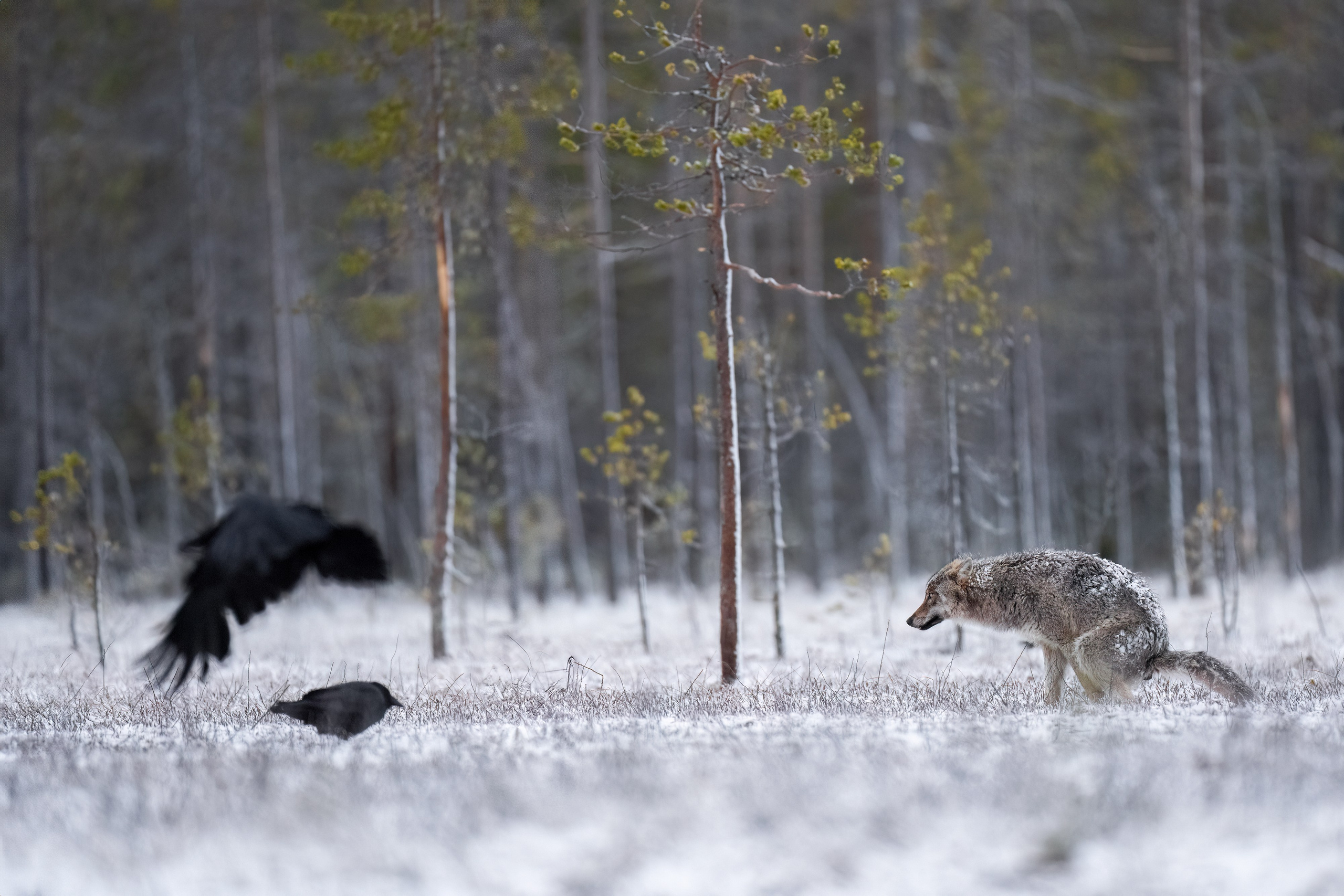 GALLERY. Fine art wildlife photographer Alexandra Surkova