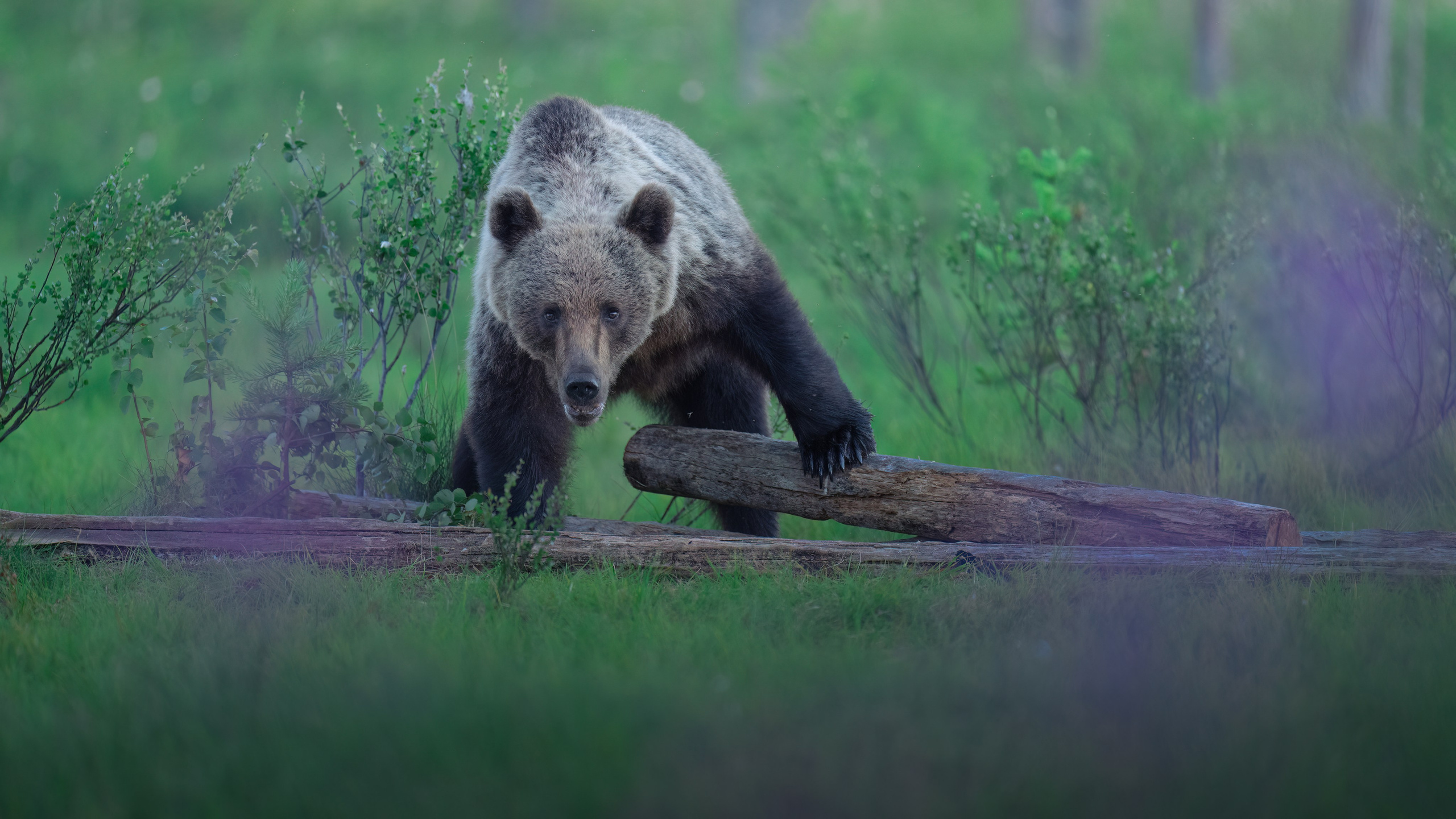 PRIVATE ONLINE EDITING WORKSHOP. Fine art wildlife photographer Alexandra Surkova