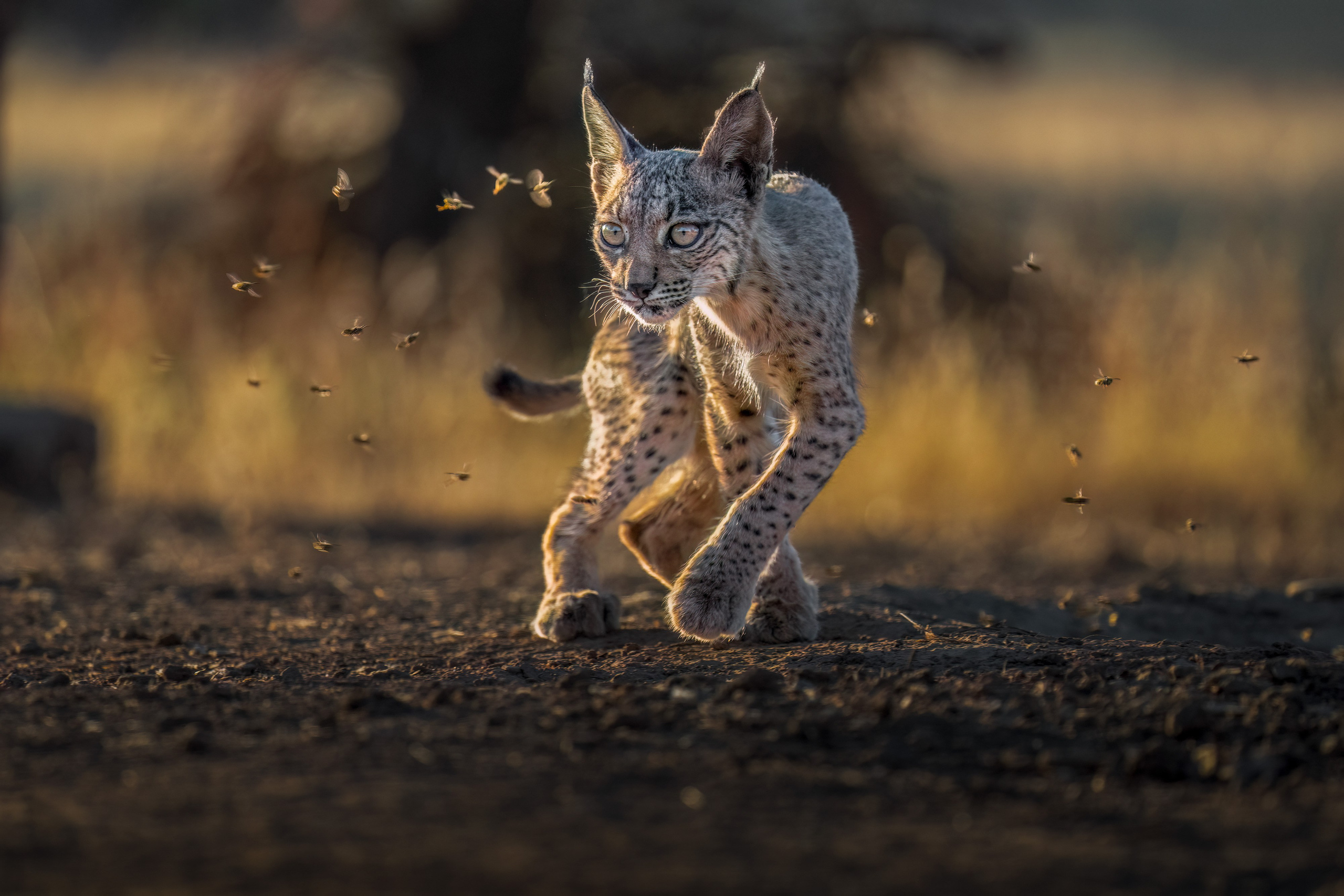 PRIVATE IMMERSIVE WILDLIFE WORKSHOP · SPAIN. Fine art wildlife photographer Alexandra Surkova