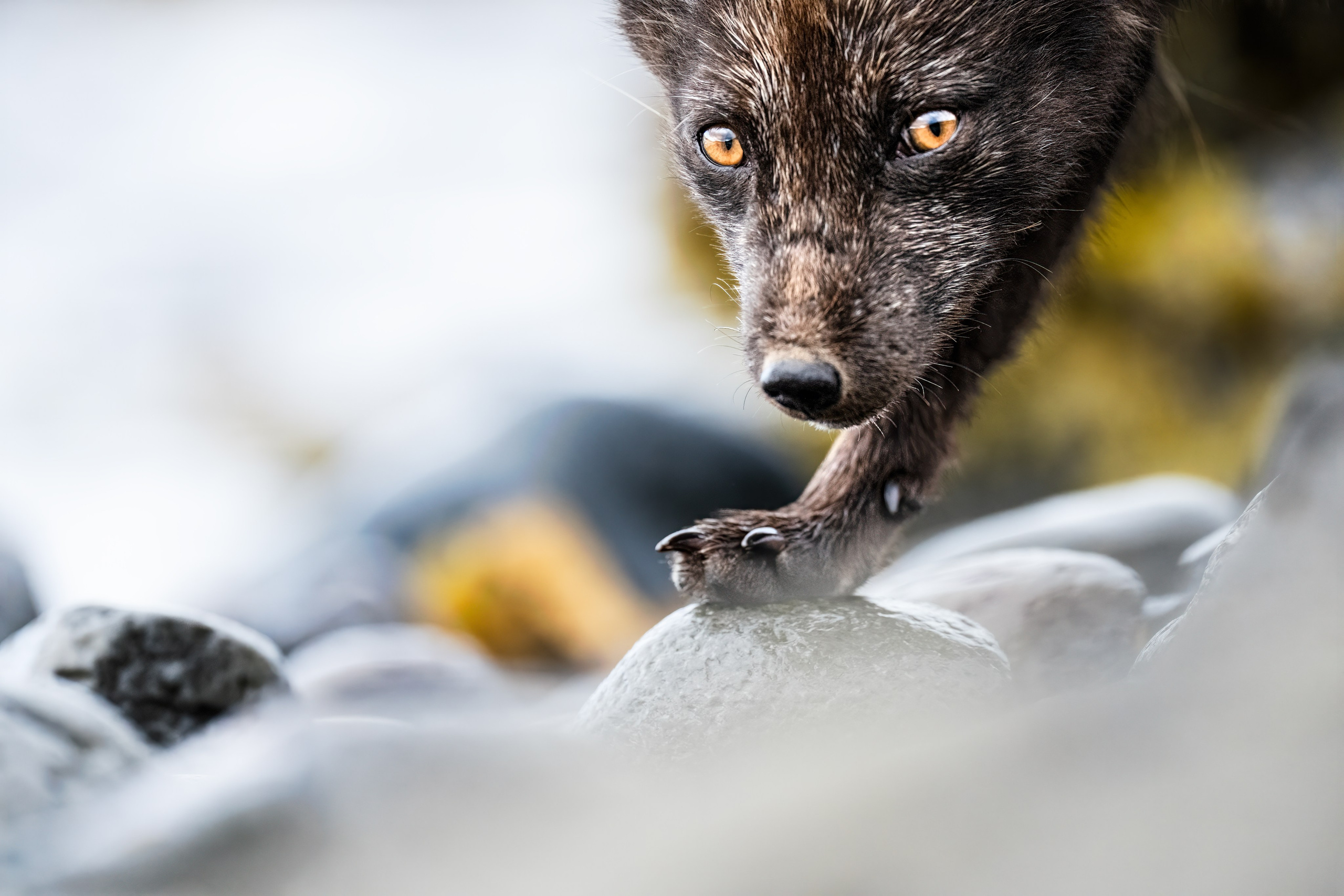 ABOUT. Fine art wildlife photographer Alexandra Surkova
