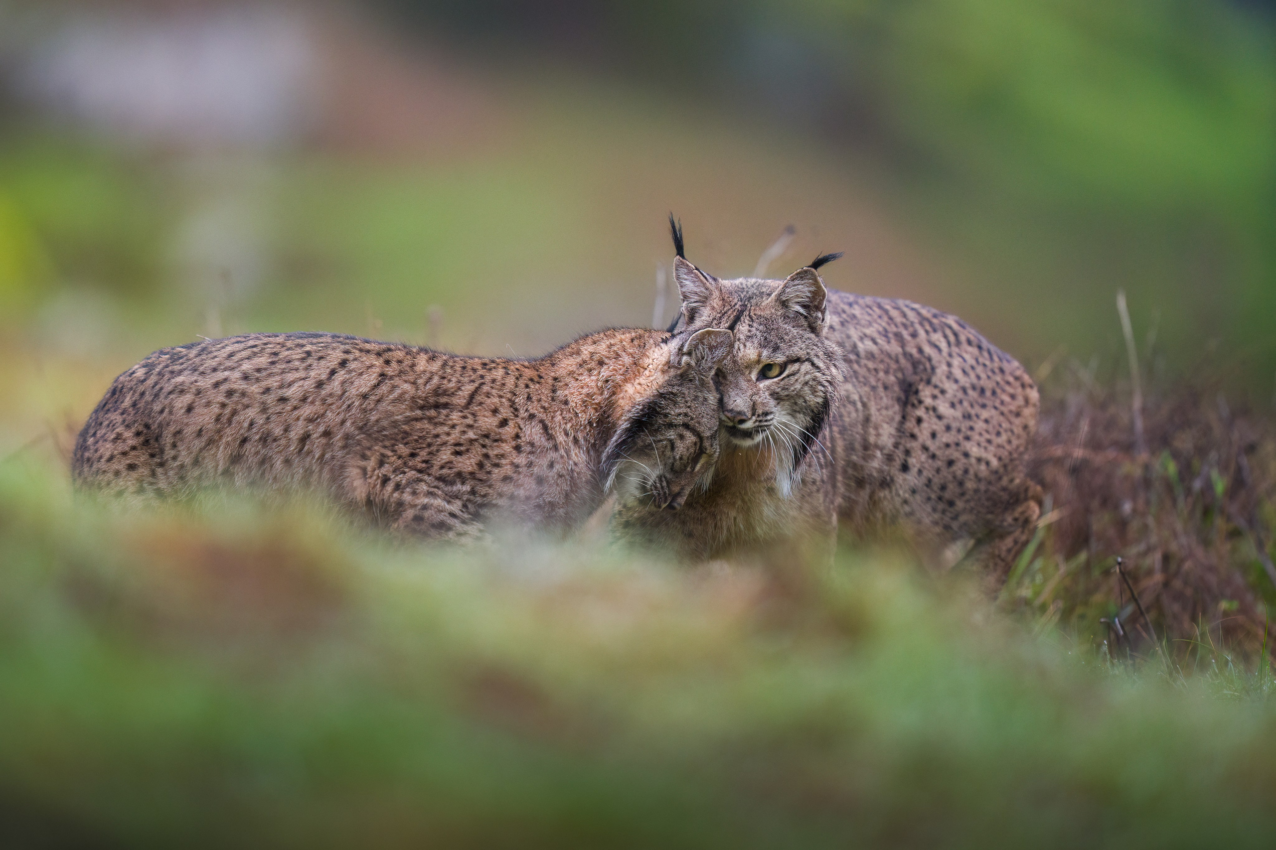 PRIVATE IMMERSIVE WILDLIFE WORKSHOP · SPAIN. Fine art wildlife photographer Alexandra Surkova