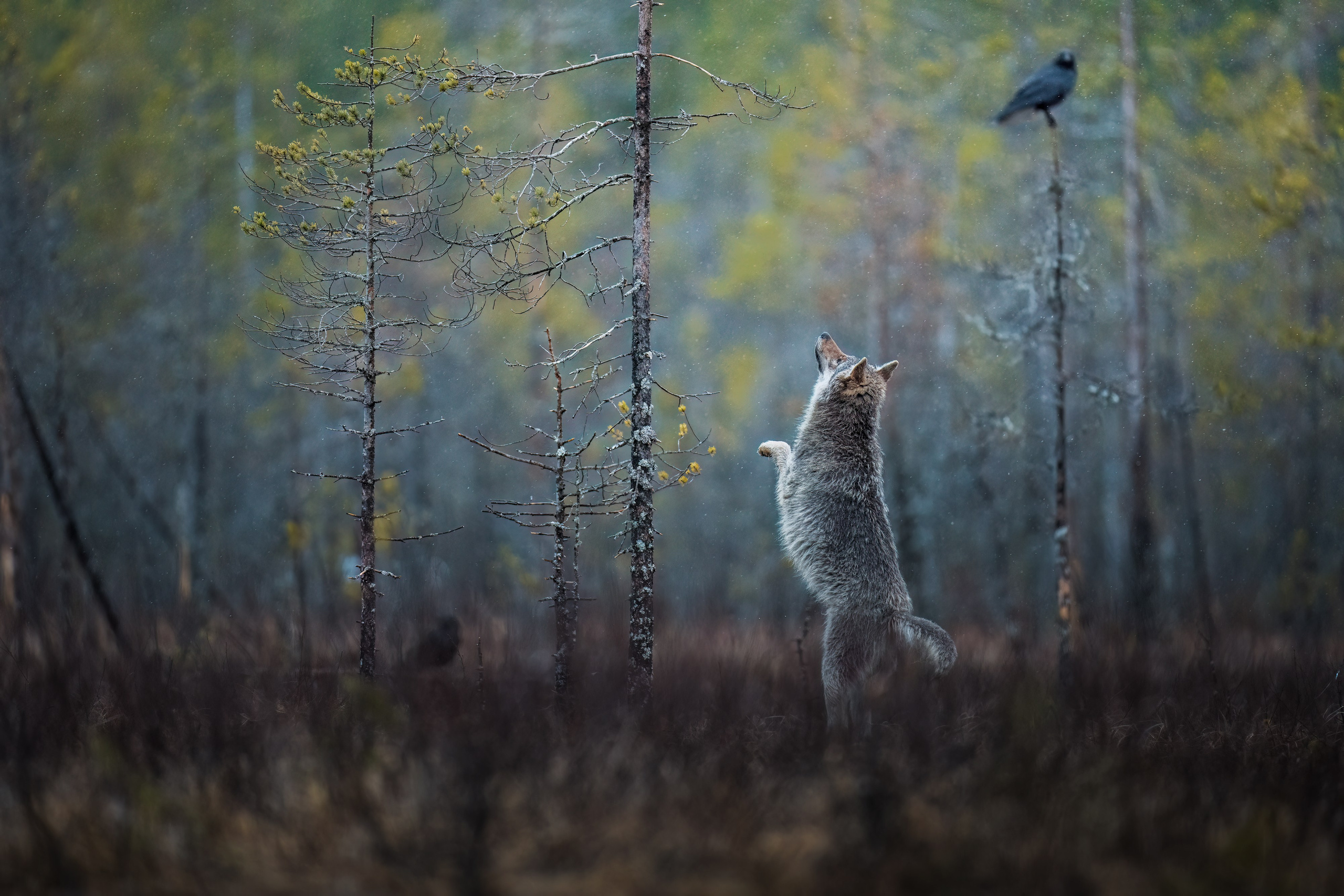 ABOUT. Fine art wildlife photographer Alexandra Surkova