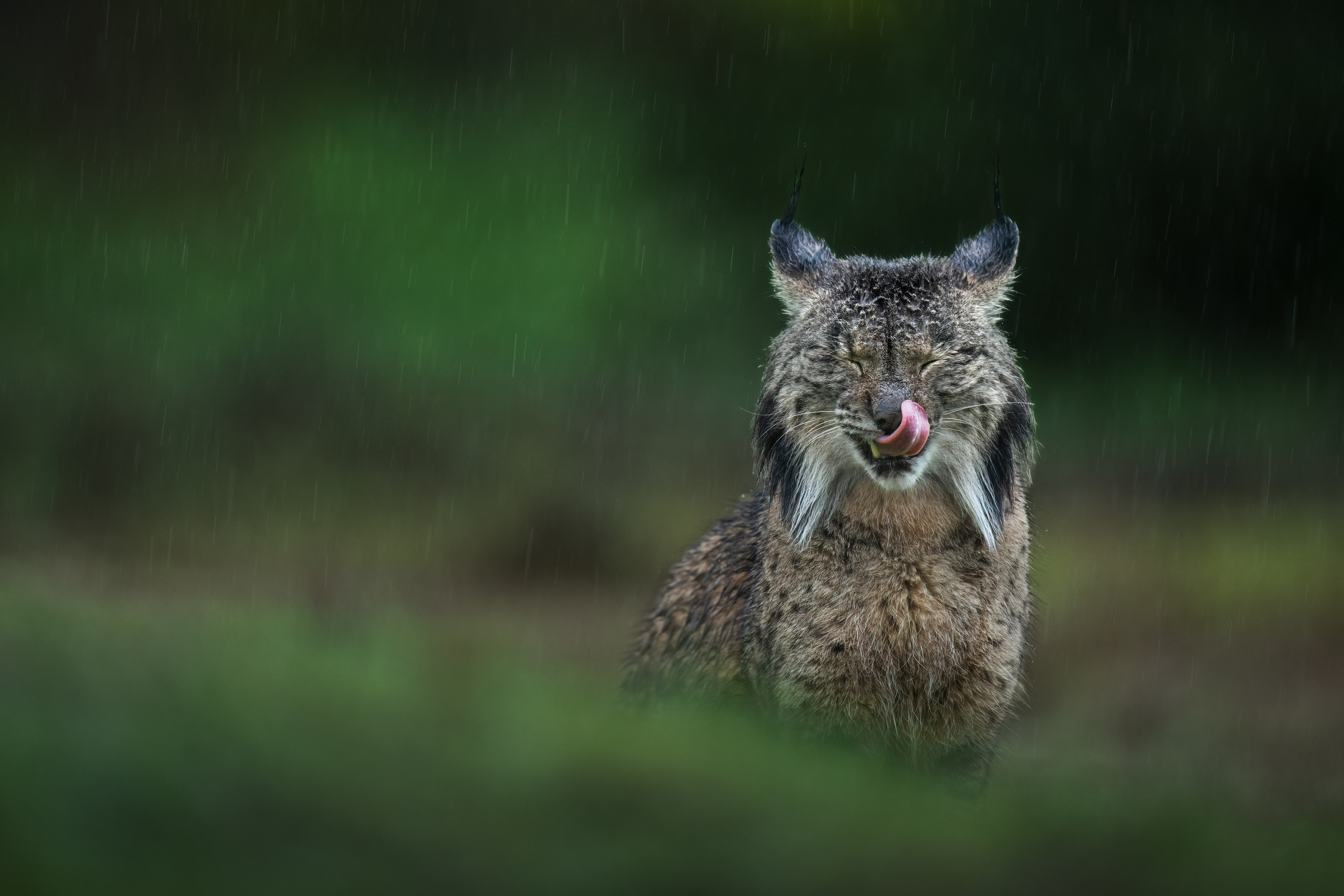 PRIVATE IMMERSIVE WILDLIFE WORKSHOP · SPAIN. Fine art wildlife photographer Alexandra Surkova