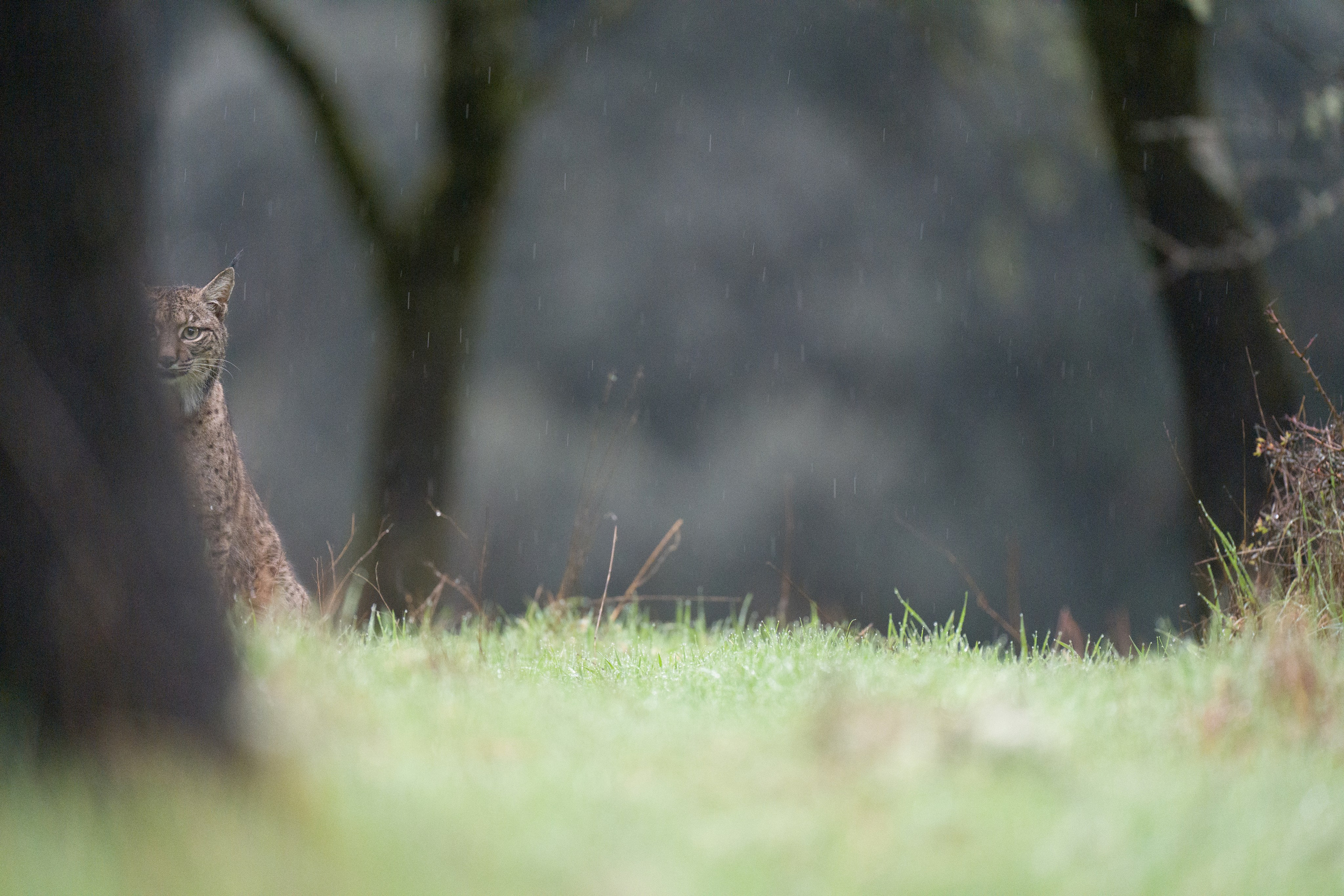 PRIVATE ONLINE EDITING WORKSHOP. Fine art wildlife photographer Alexandra Surkova