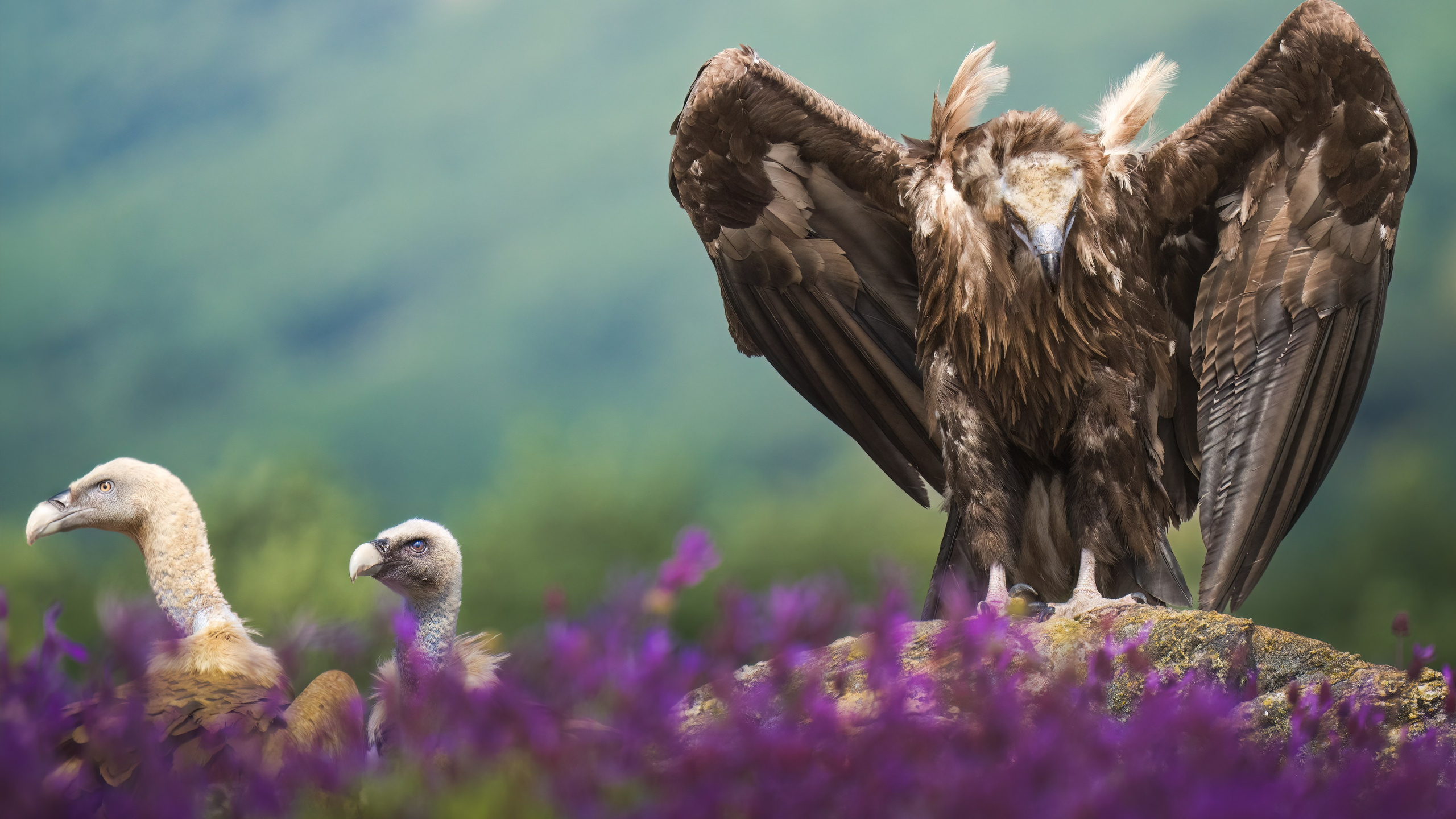 PRIVATE ONLINE EDITING WORKSHOP. Fine art wildlife photographer Alexandra Surkova
