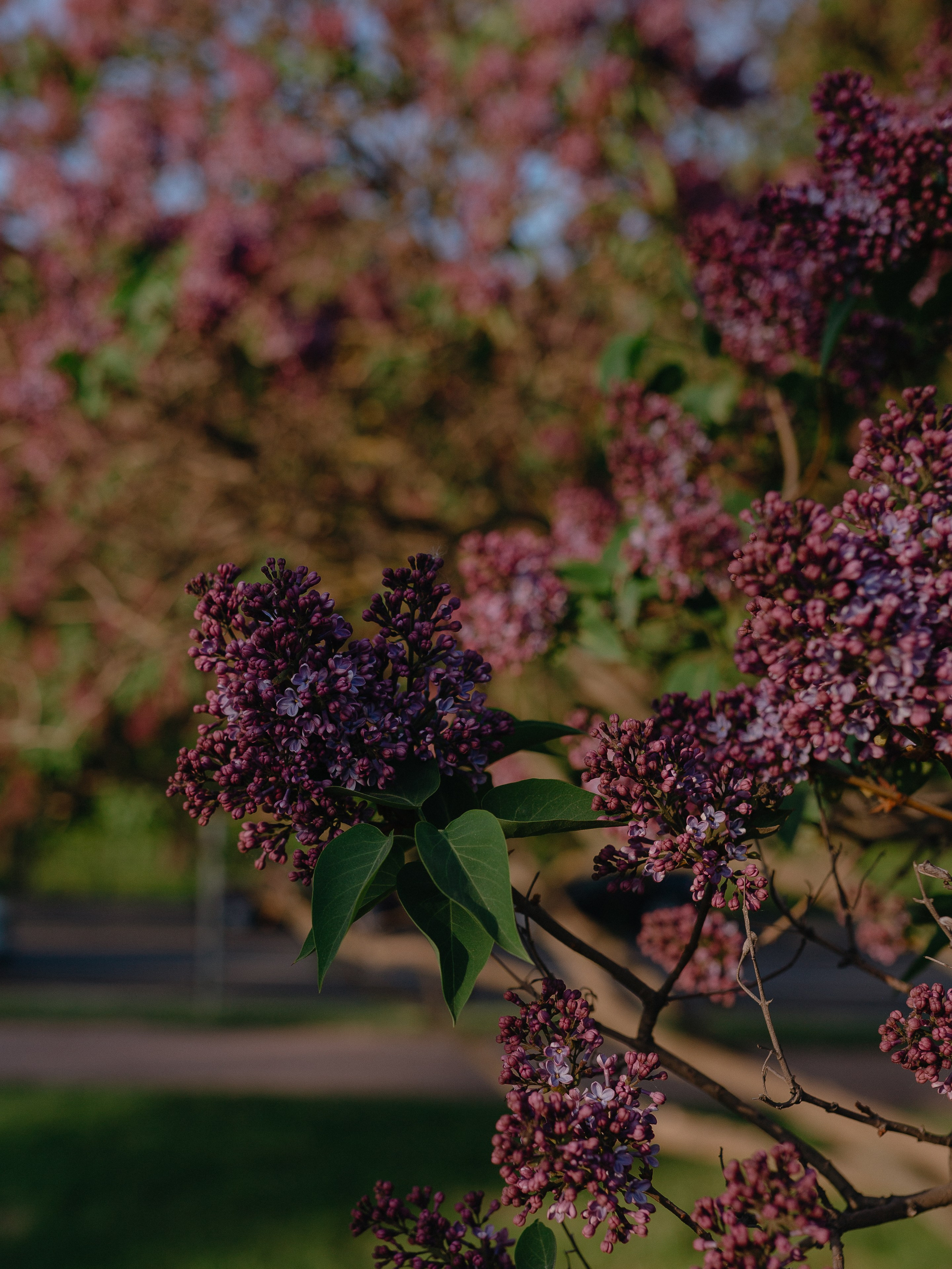 Анастасия. Индивидуальный и love story фотограф в Алматы Шарычева Ирина