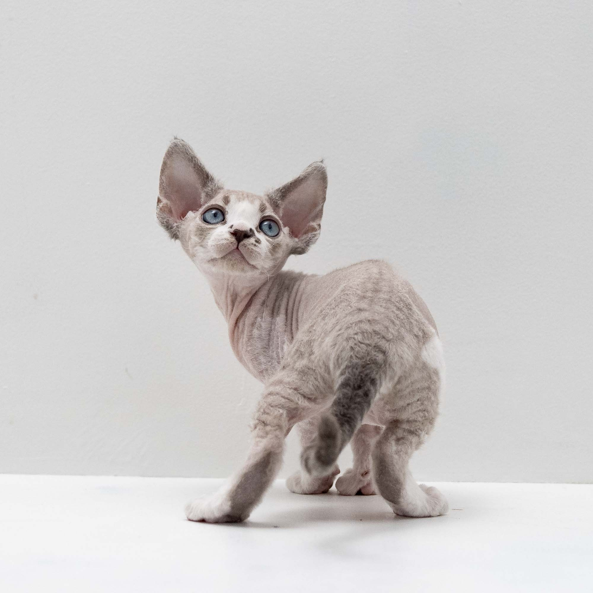 Frank, boy, born on 01.01.25. Devon Rex Pixie Cattery
