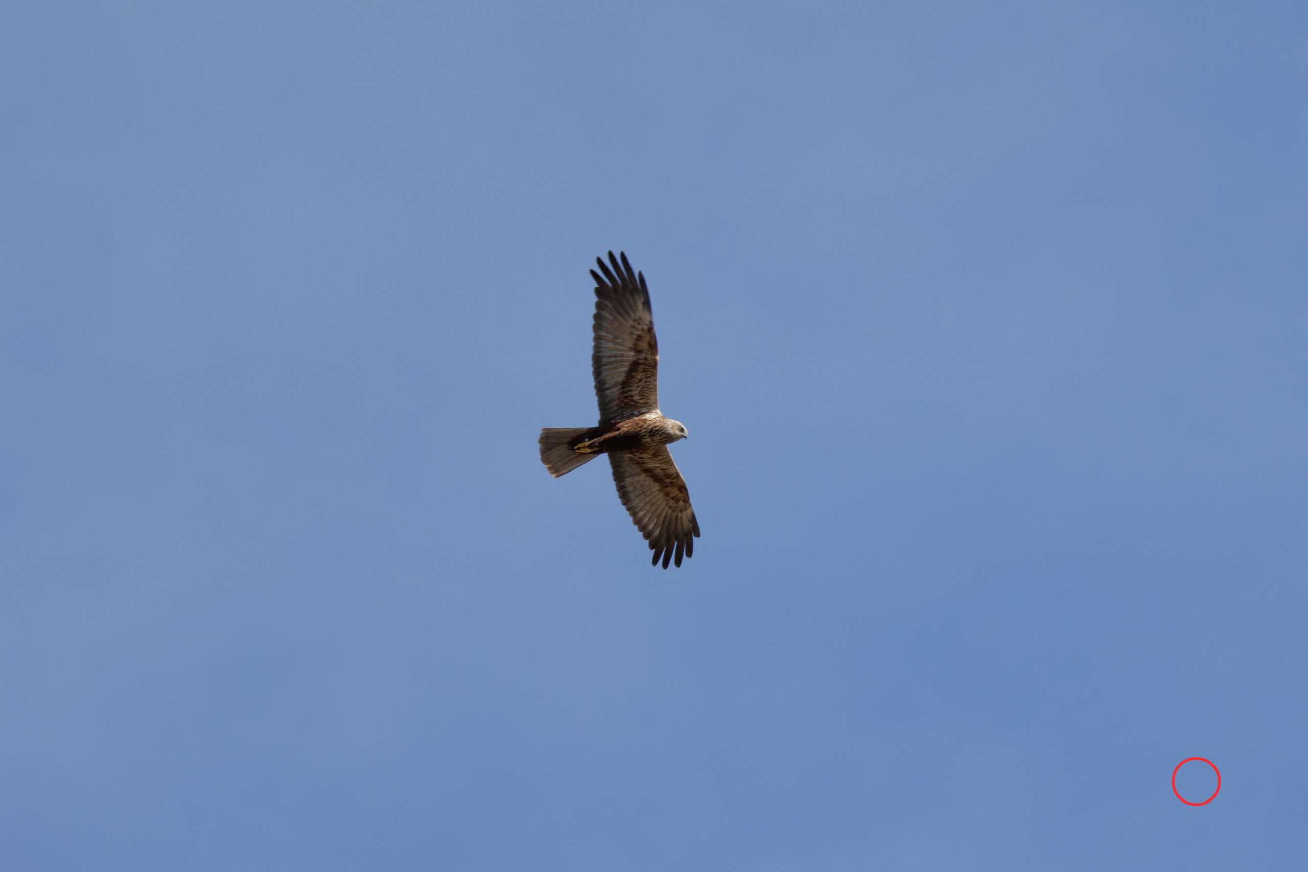 გასეირნება კრწანისის ტბებზე. FramefreeMan