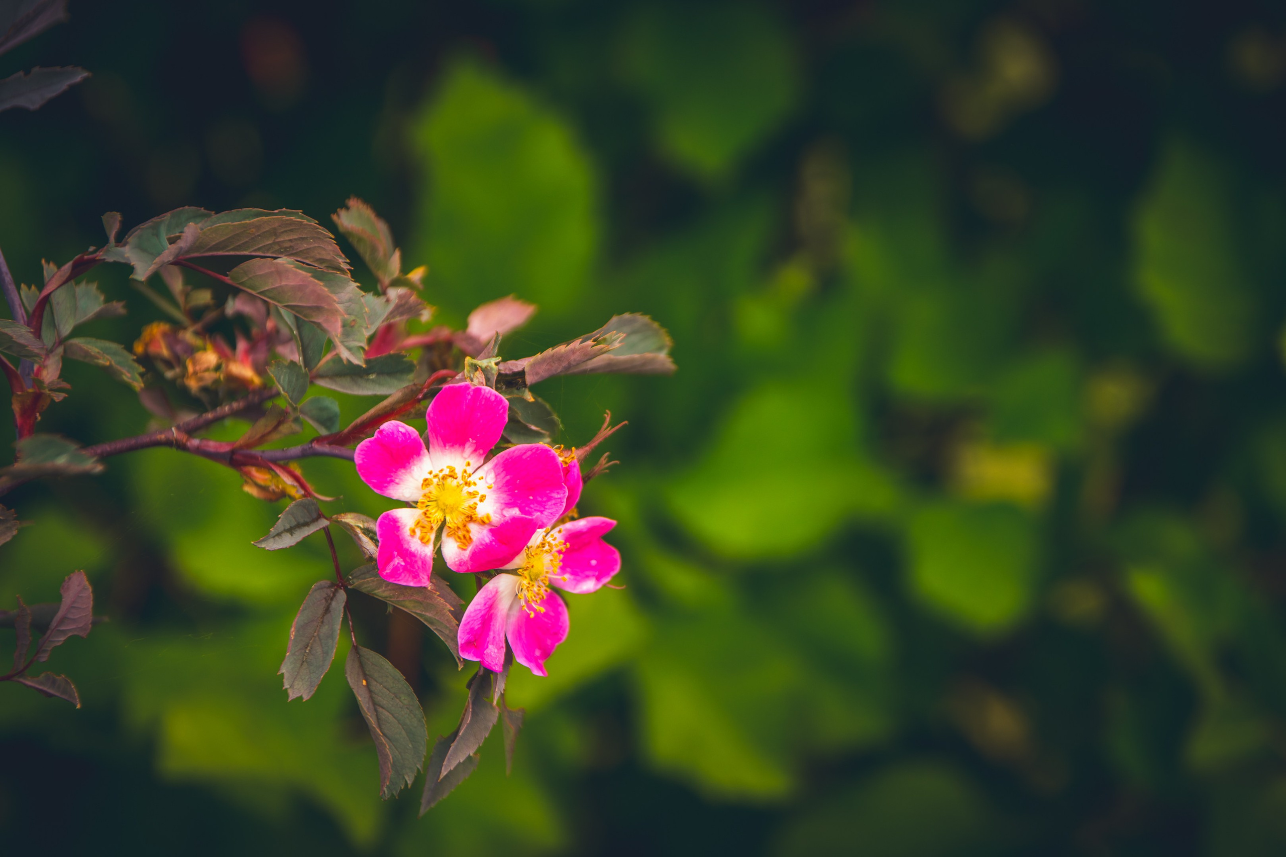 Saarema, reis. Nebula 25 — Fotod teie hingele