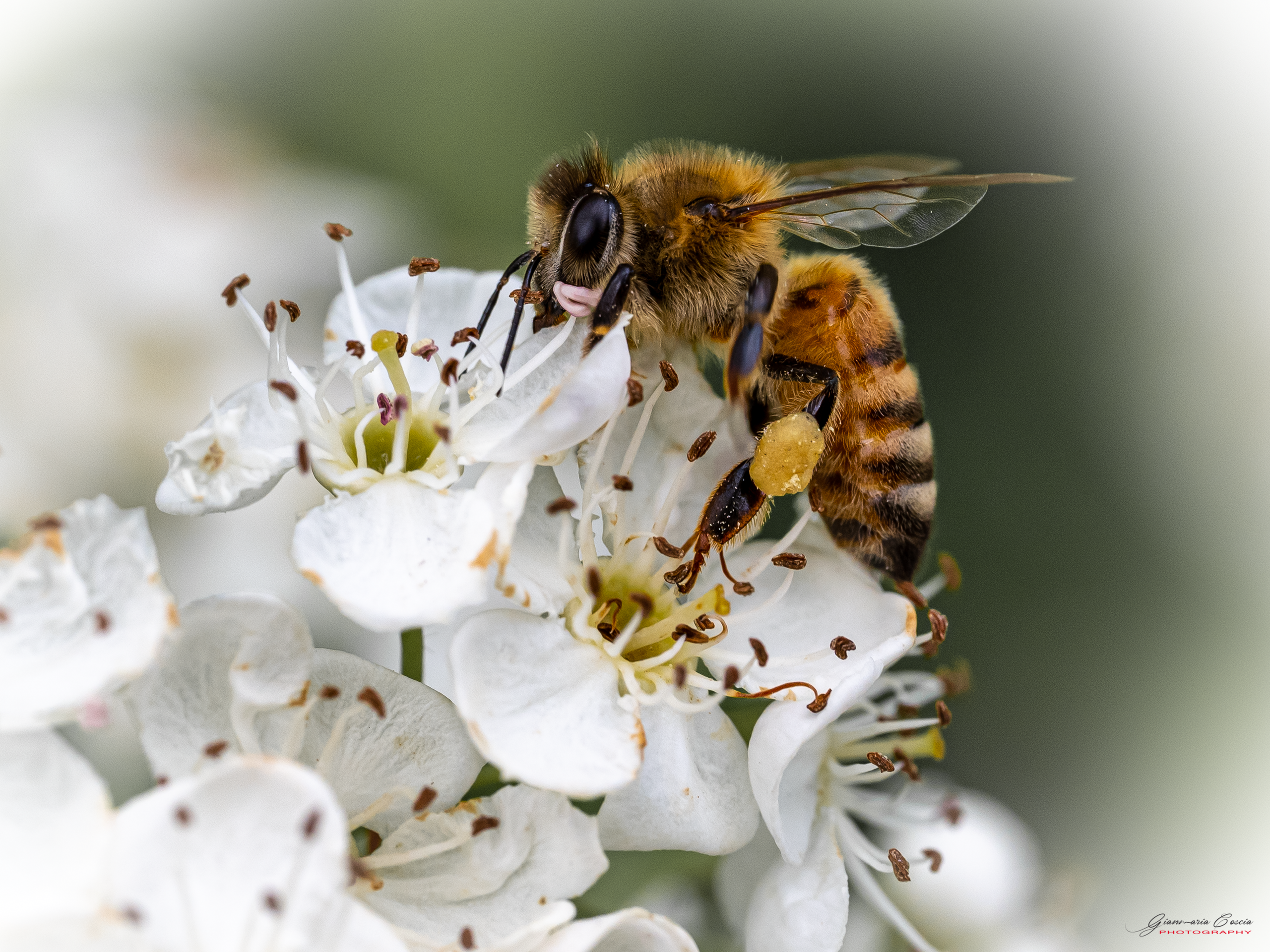 “Gianmaria Coscia fotografo per passione”