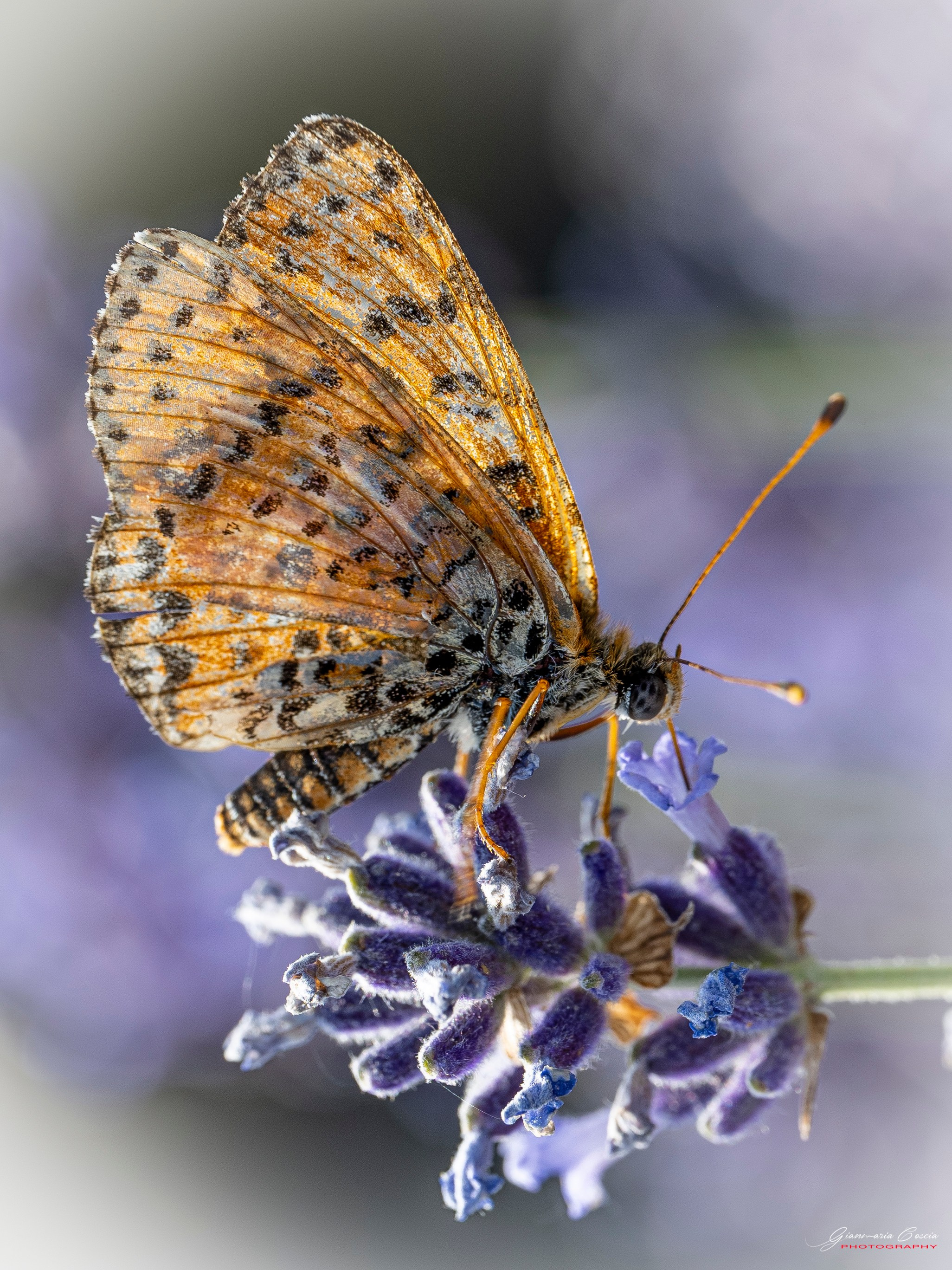 Farfalle. “Gianmaria Coscia fotografo per passione”