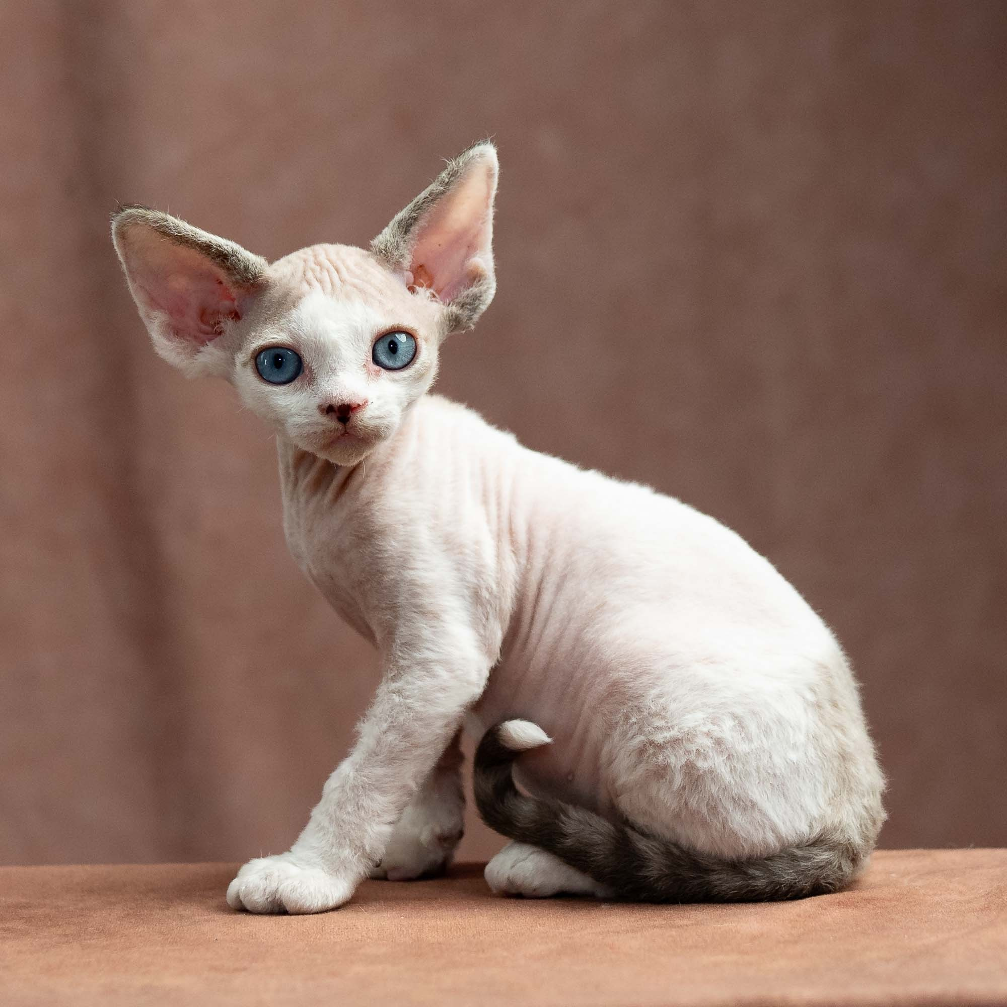 Frosttip, boy, born on 01.01.25. Devon Rex Pixie Cattery