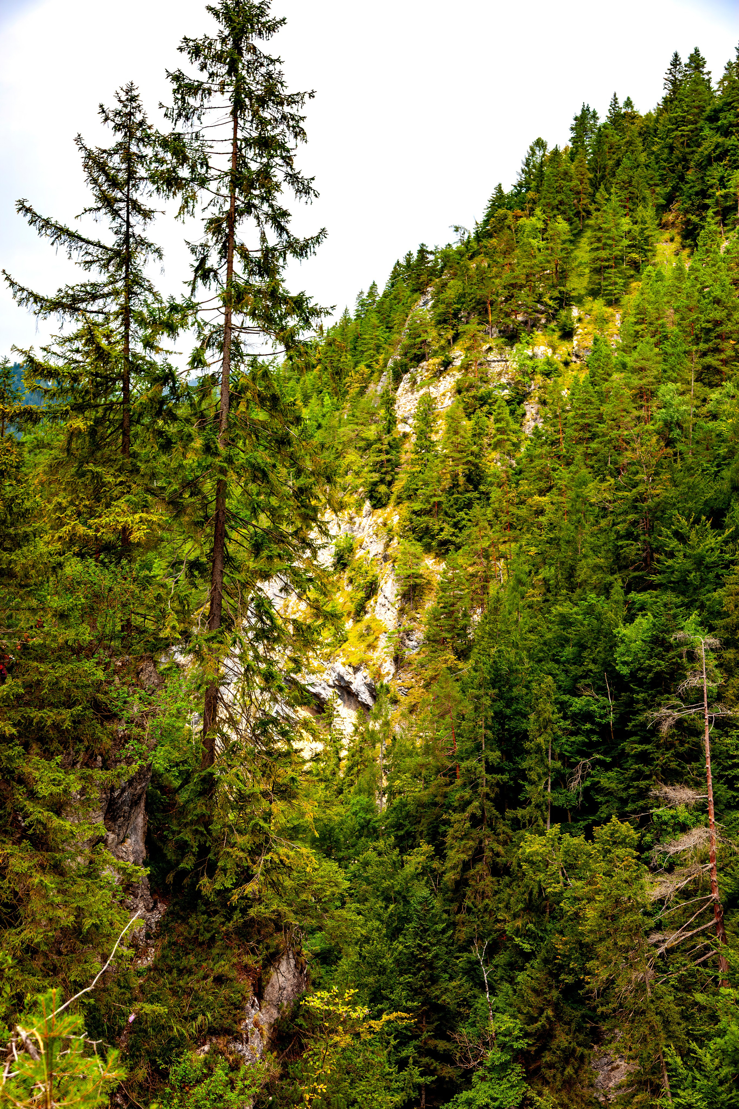 197.Ötscher Base Nature Park.Austria.21.8.2025. Путешествия в формате 360......