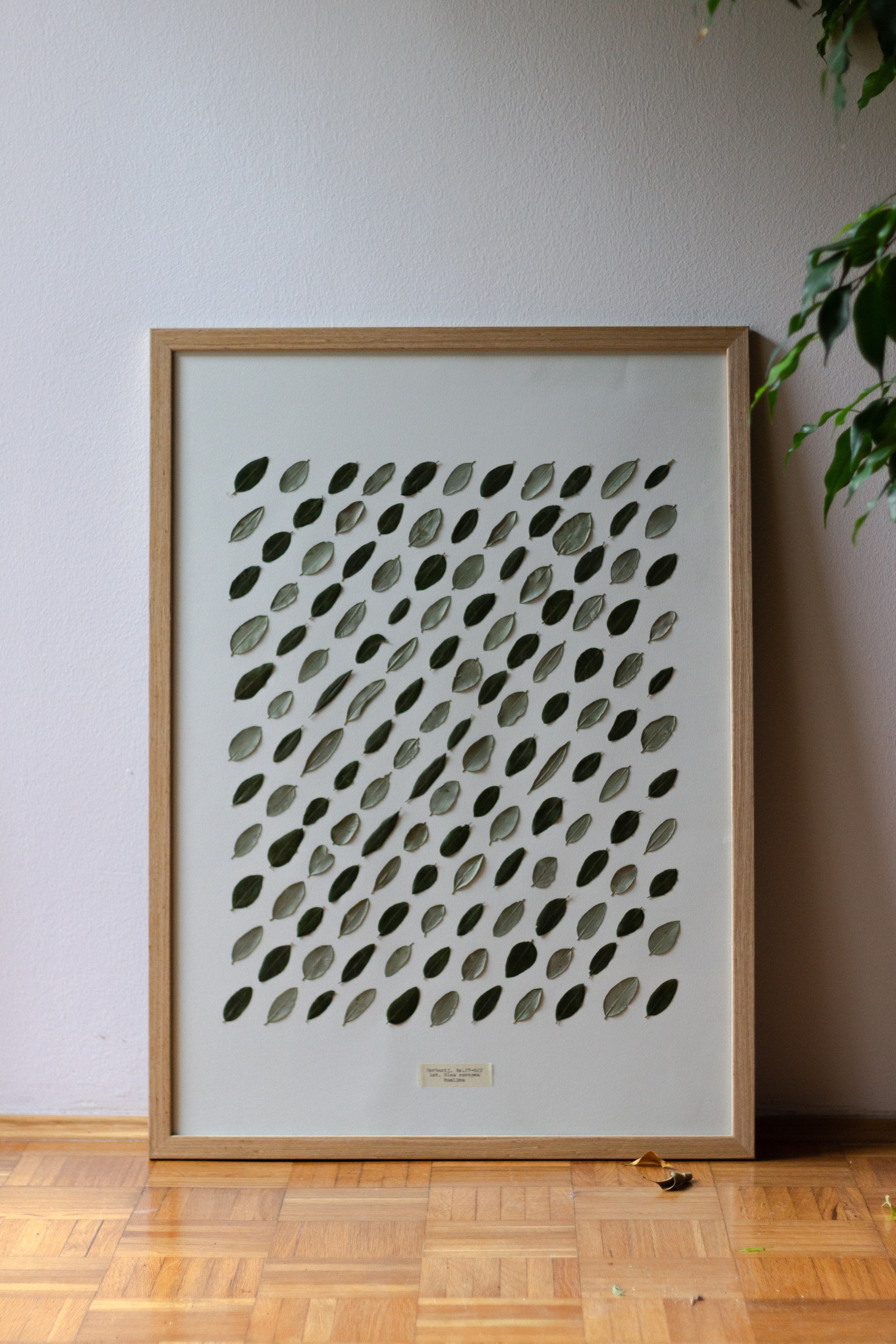 Herbarij, presa, okvir, slika, ručni rad, herbarium, art, umjetnost, home made, artistic