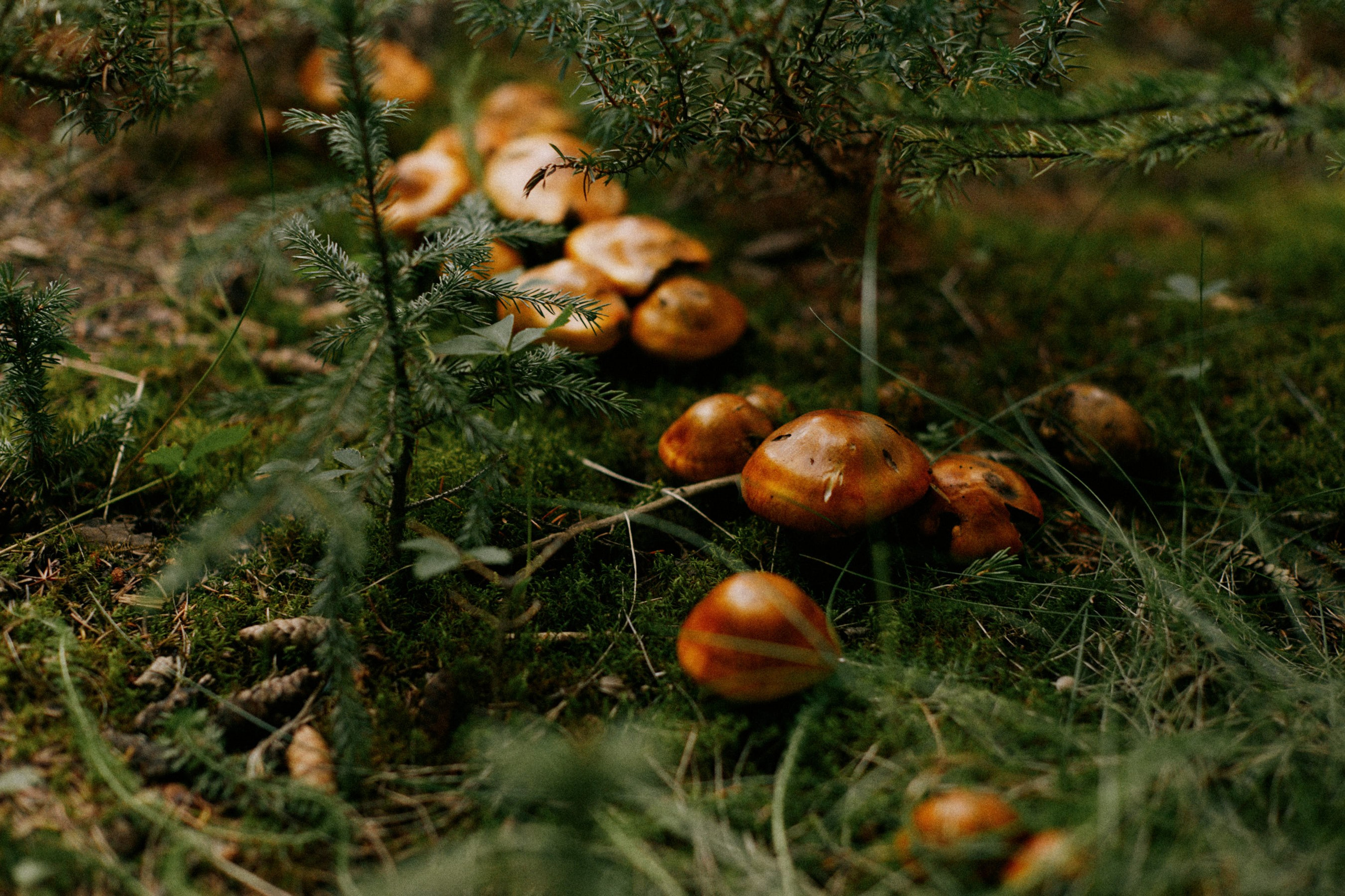 Calgary to Jasper road trip. Location131 | Vancouver Photographer for Fashion, Portraits, Events and More Across Canada| YVR — Vlad Li