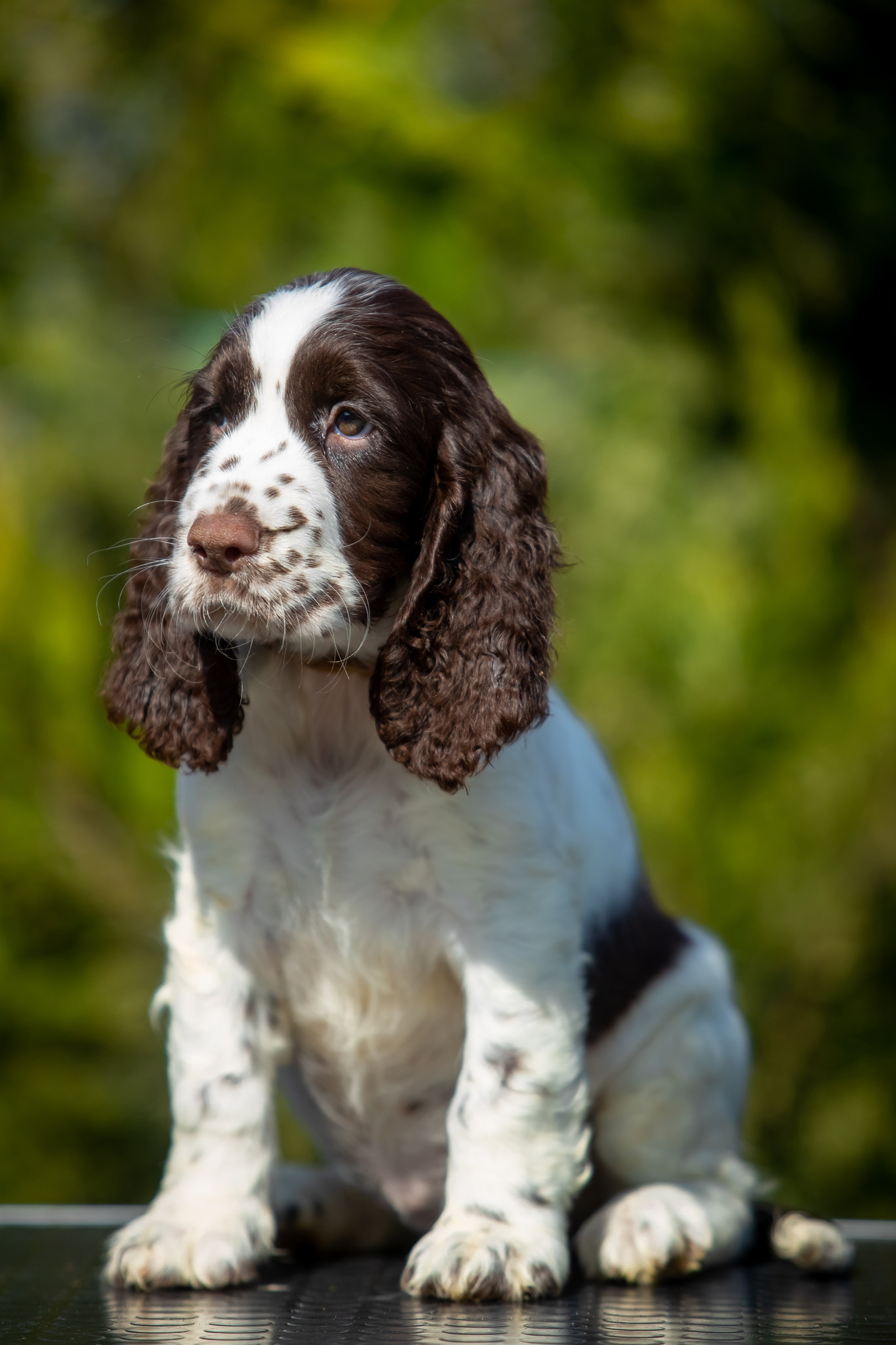 Female — Grey collar 🩶. Website of the titled stud dog of the Springer Spaniel breed