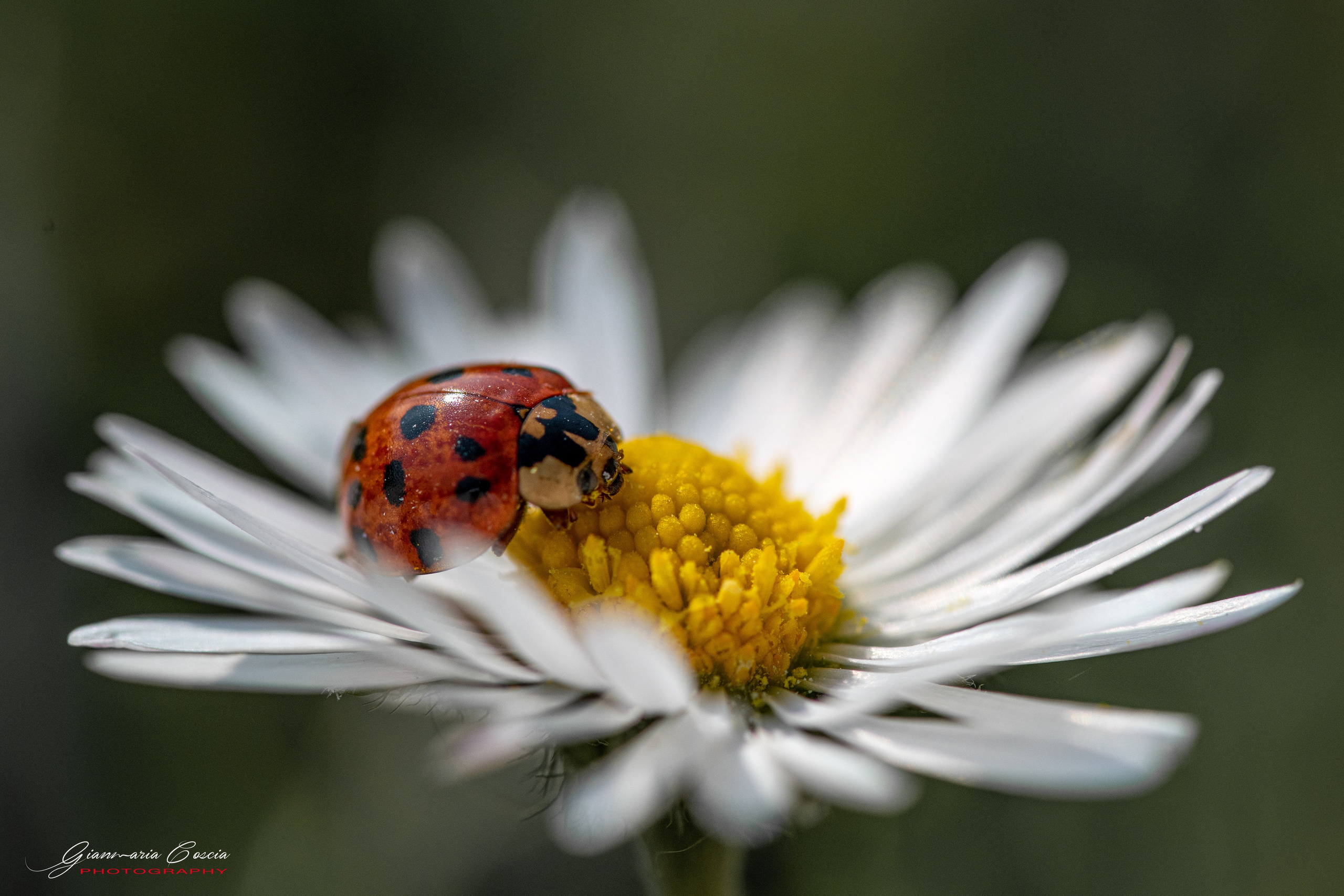 Insetti Simpatici. “Gianmaria Coscia fotografo per passione”