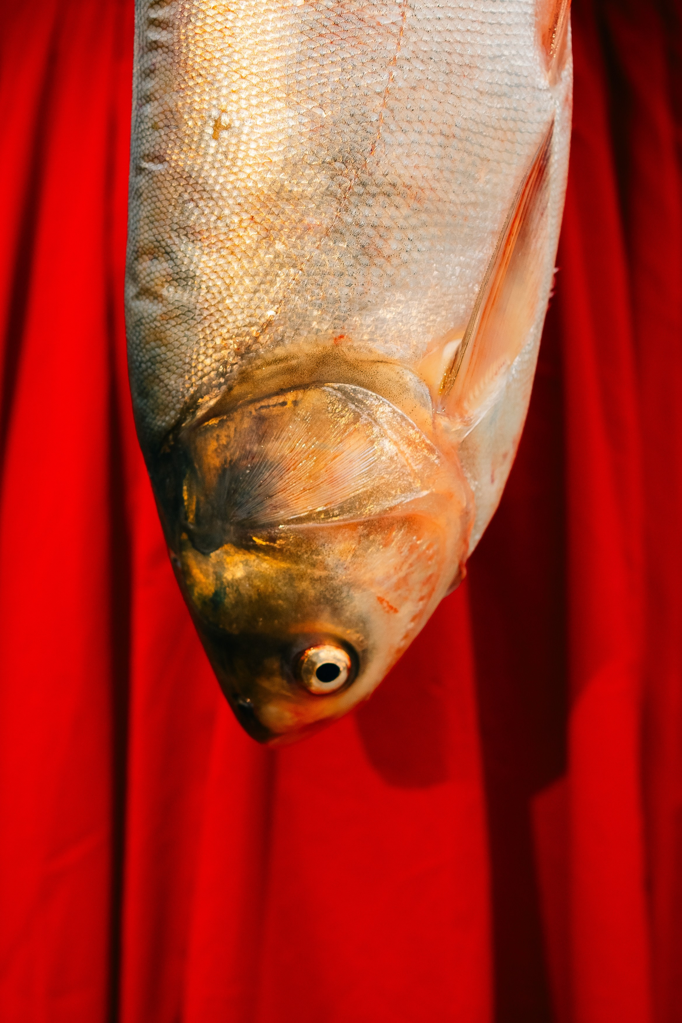 Masha. Maria Sher. Fotógrafa profissional do Porto, Portugal