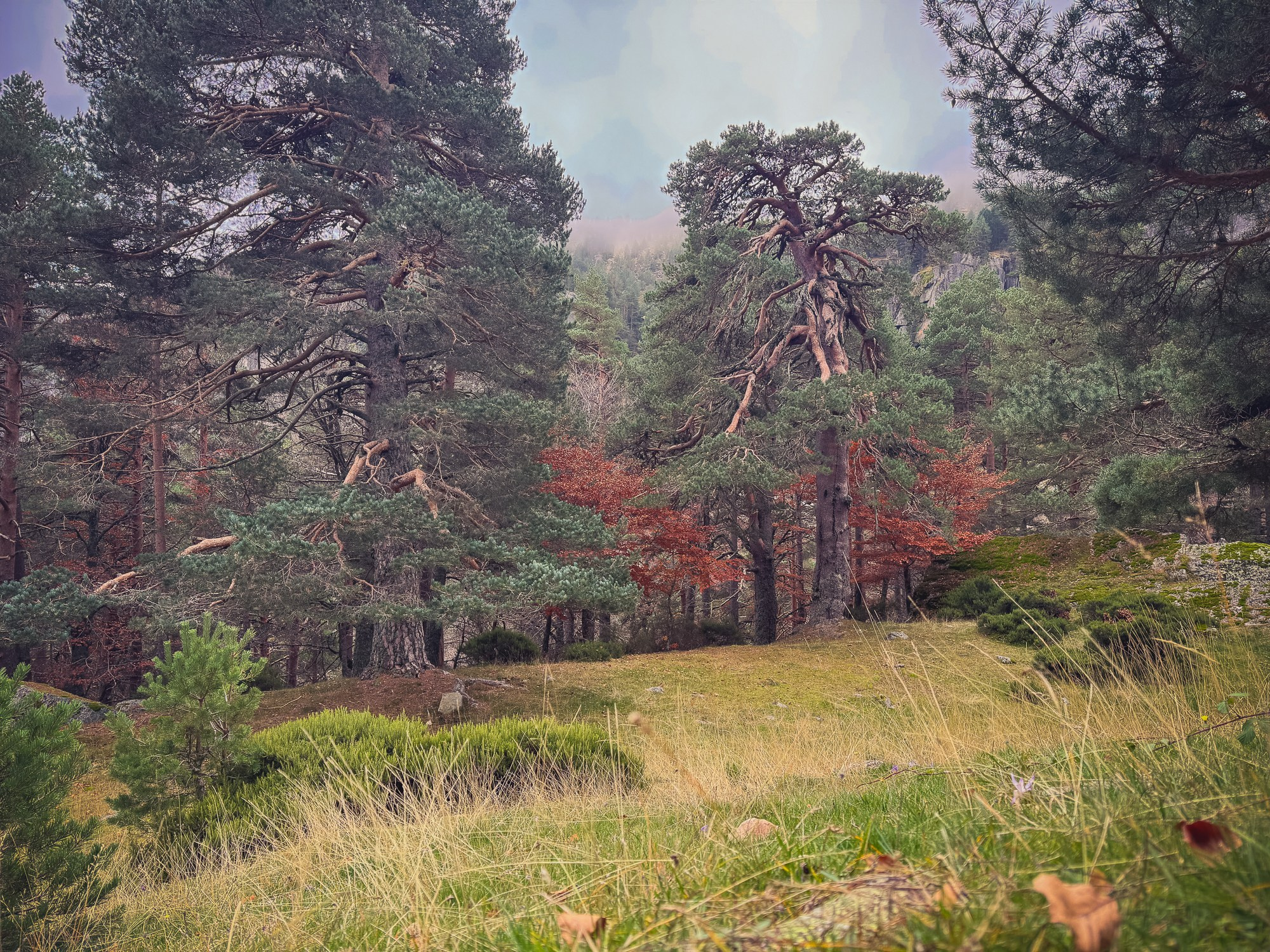Peisaj /natura. Daniel Criste Fotograf
