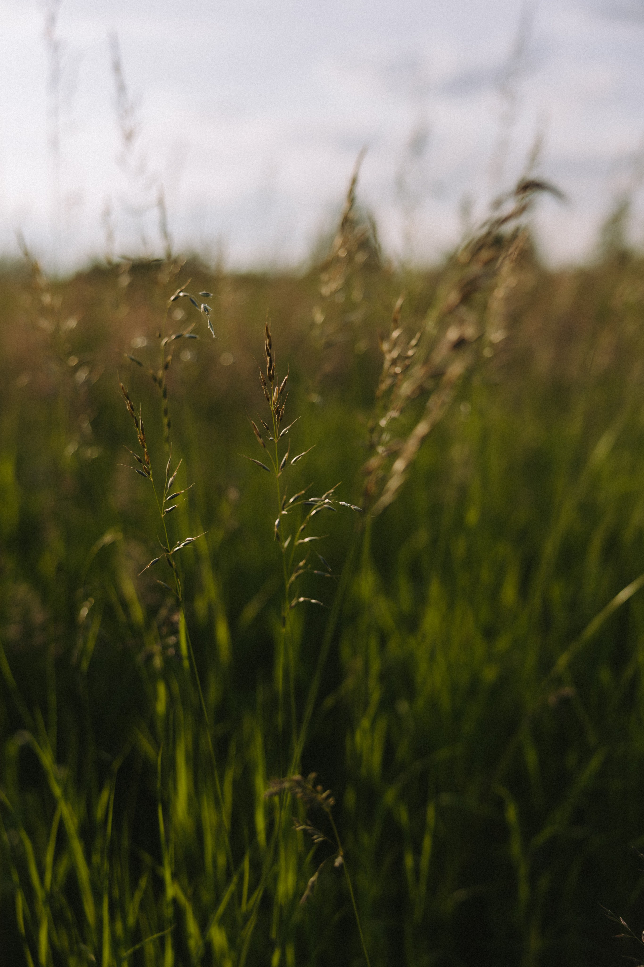 Lera & Maksim | laukimo fotosesija pievoje saulei besileidžiant. Vestuvių ir šeimų fotografė Lena Bondarenko / belove photo